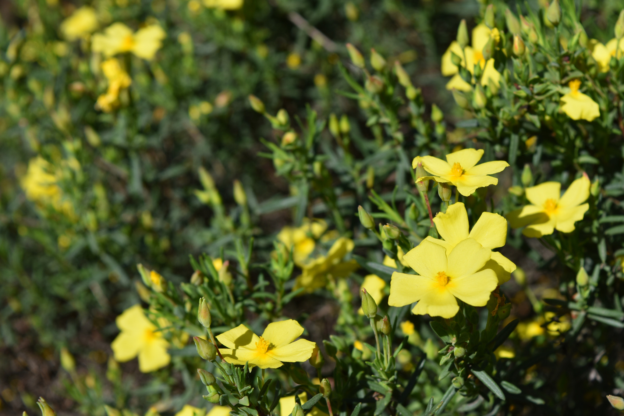 Nikon D7200 sample photo