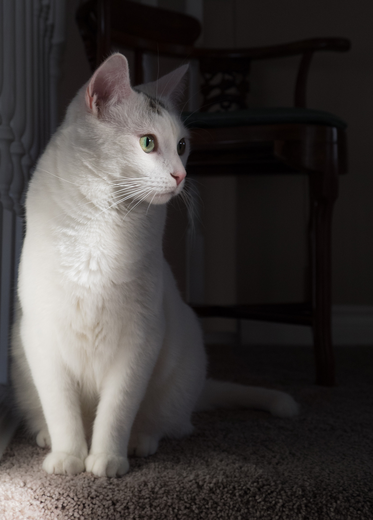 Olympus OM-D E-M1 sample photo. Dexter photography