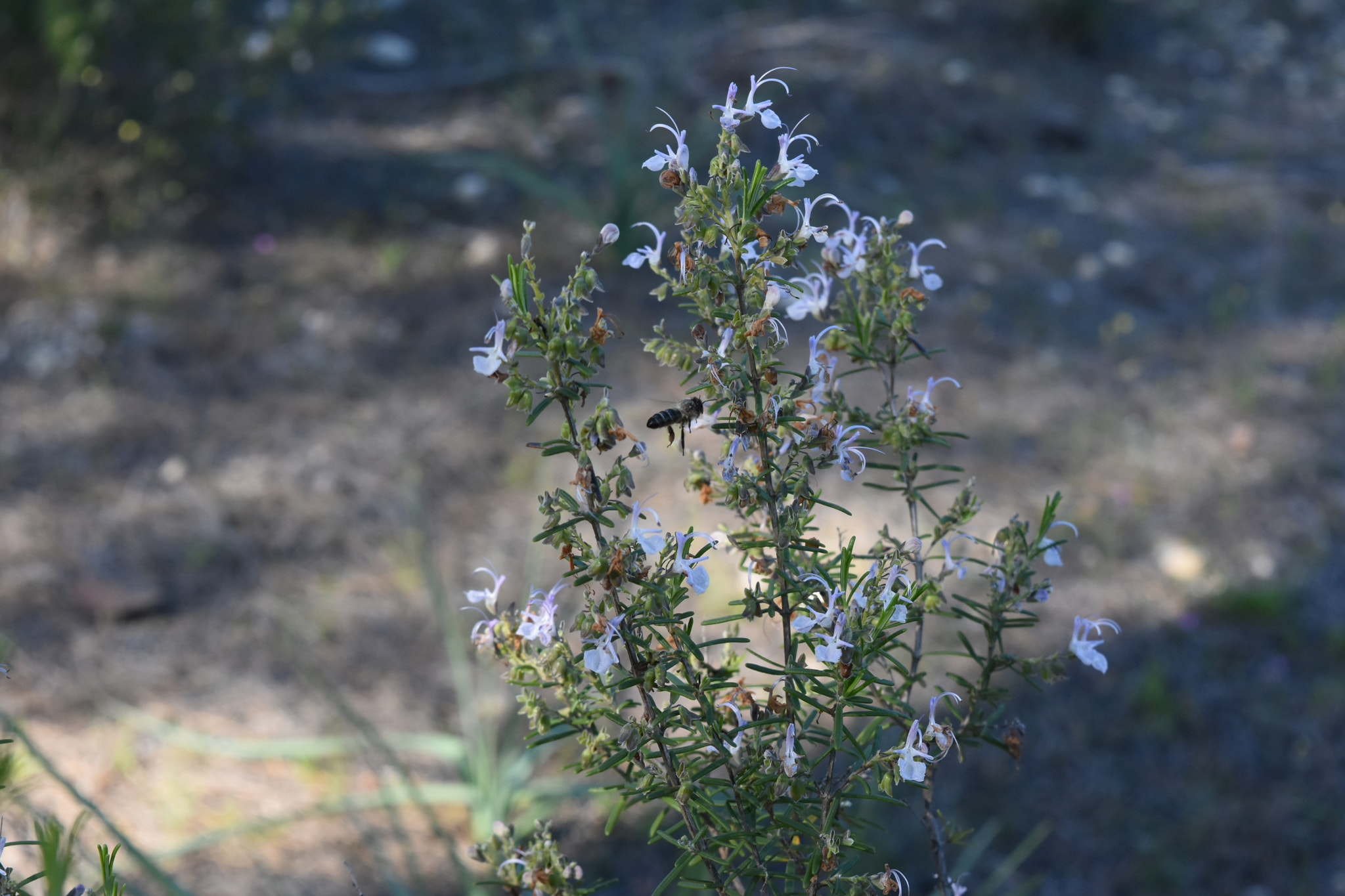 Nikon D7200 sample photo