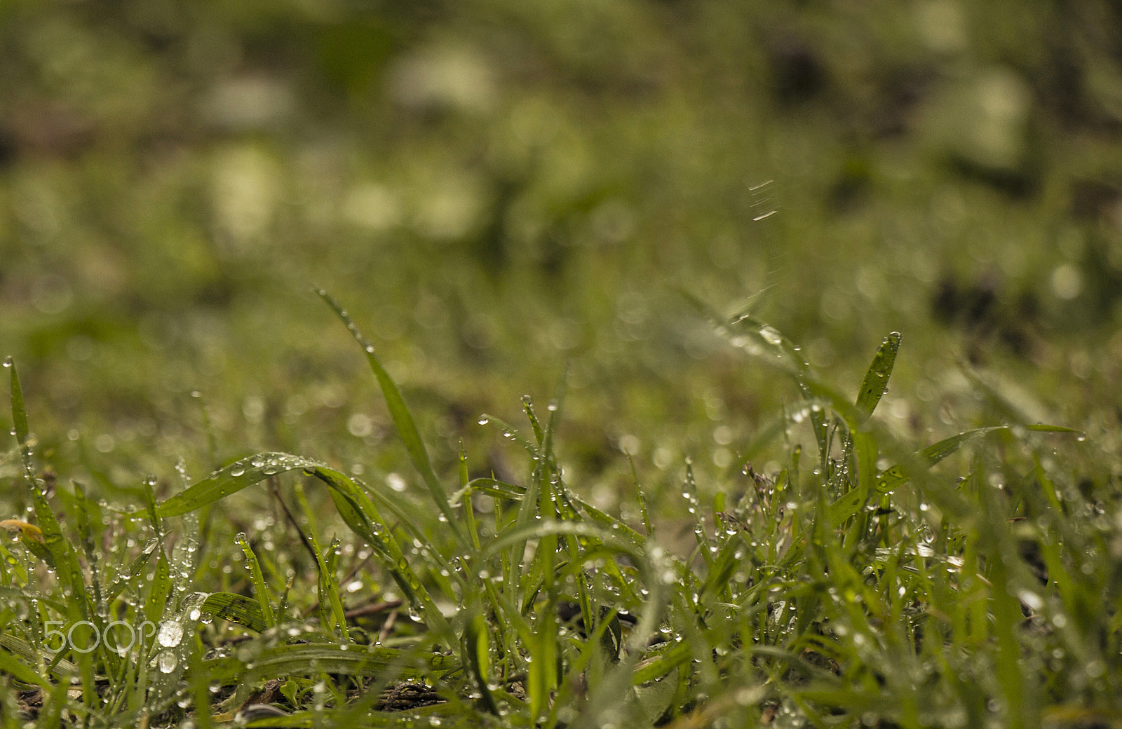 Canon EOS 60D sample photo. çimen / grass photography