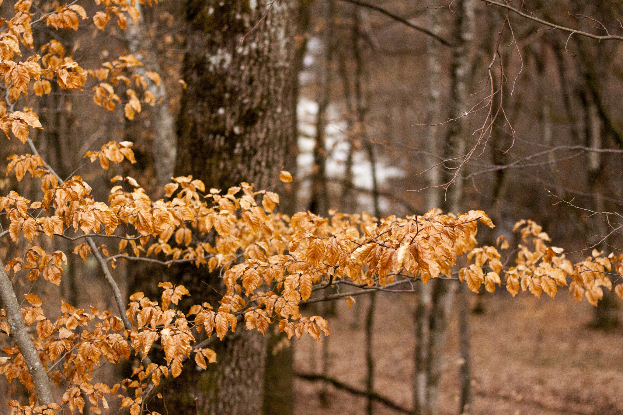 Canon EOS 50D + Canon EF 50mm F1.8 STM sample photo. Branch photography