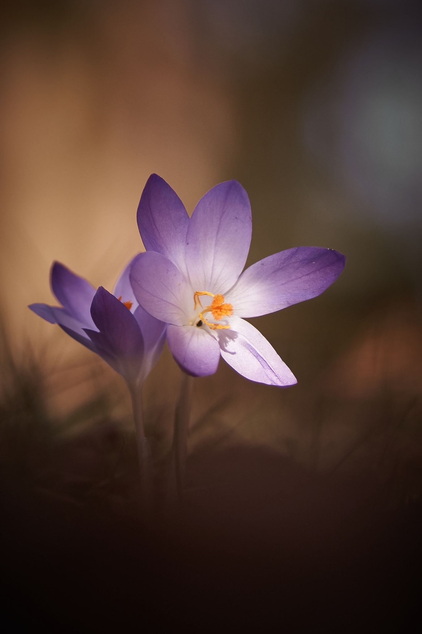 Sony SLT-A77 + Tamron SP AF 90mm F2.8 Di Macro sample photo. Krokus  photography