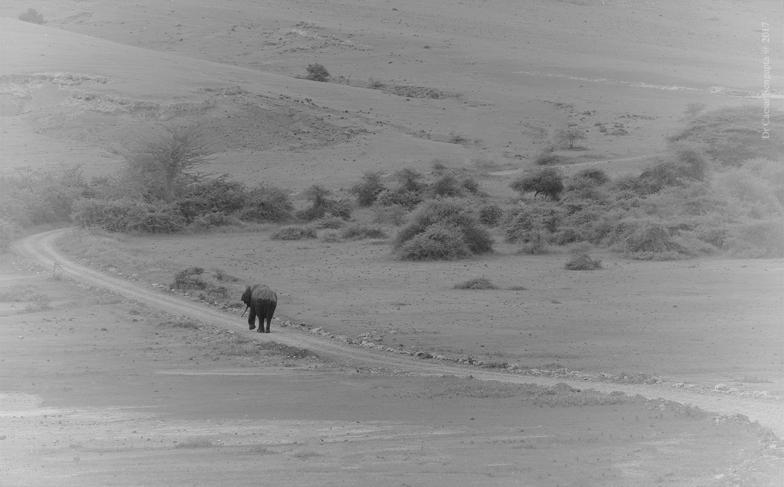 Canon EOS-1D X sample photo. Lone tusker photography