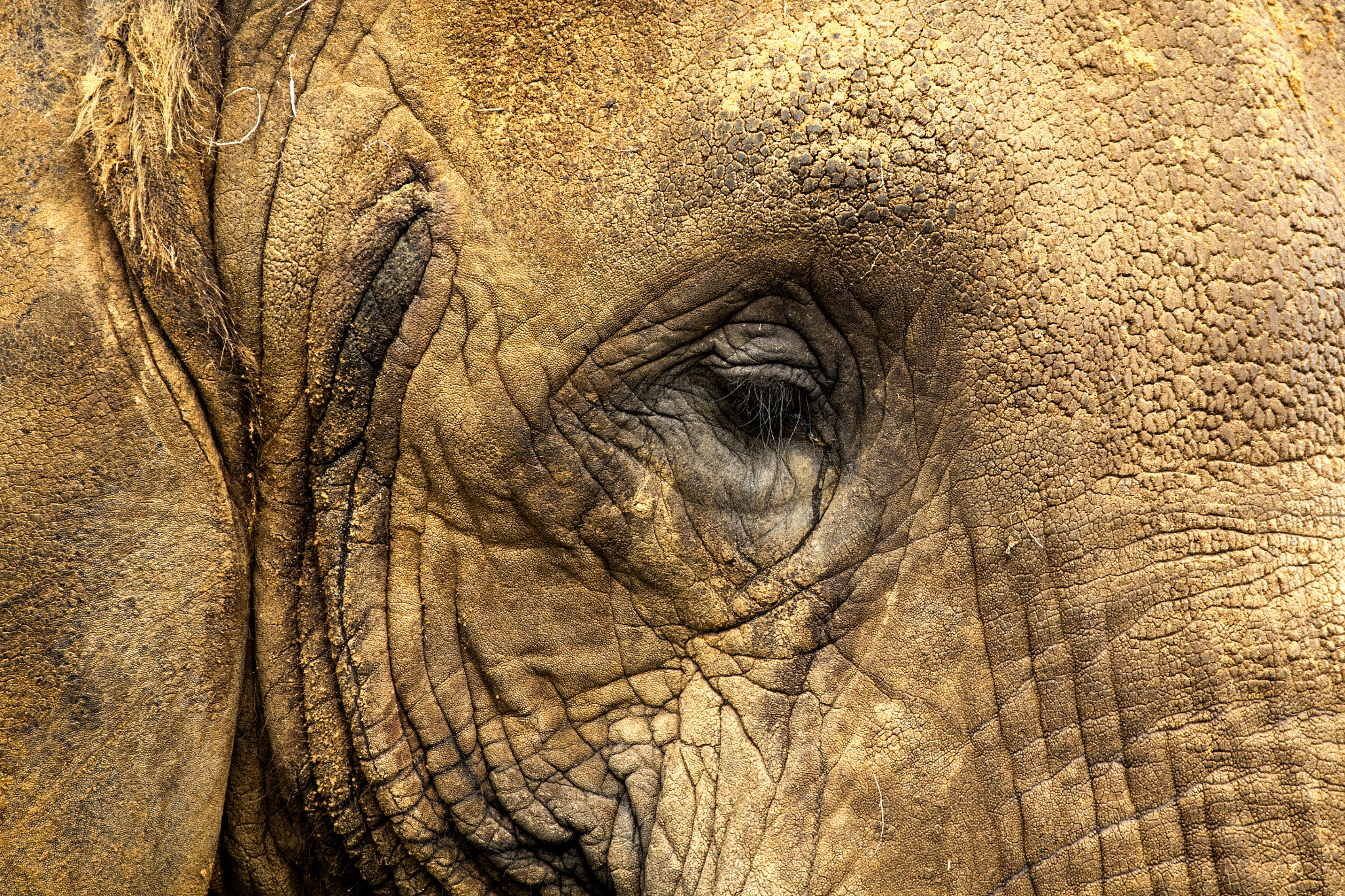 Canon EF 70-300mm F4-5.6L IS USM sample photo. Elephant eye photography