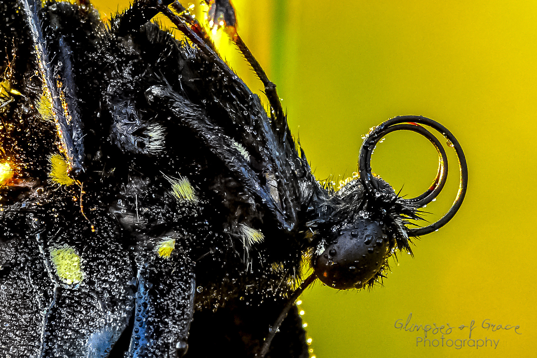 Tokina AT-X Pro 100mm F2.8 Macro sample photo. Face of a butterfly photography