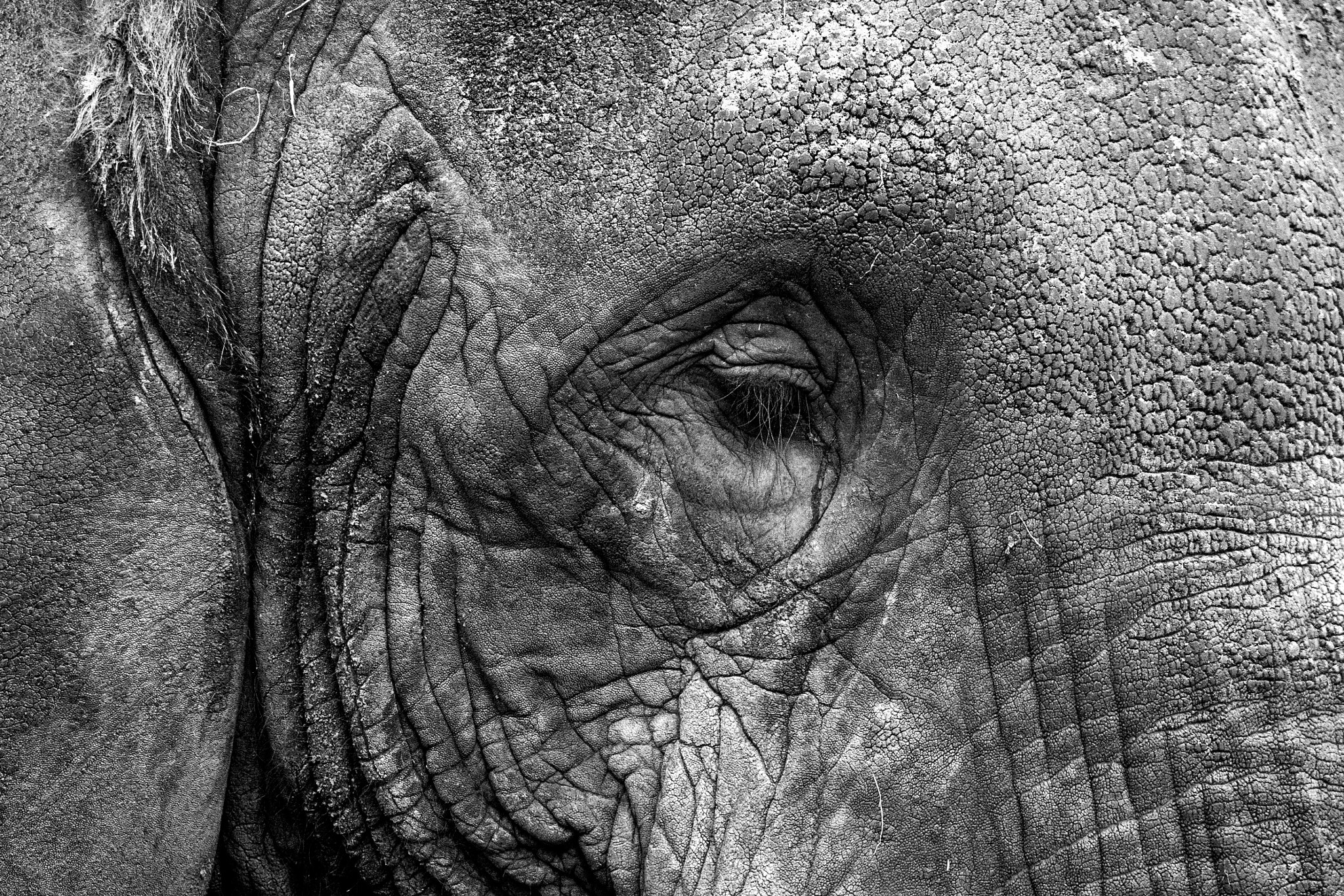 Canon EF 70-300mm F4-5.6L IS USM sample photo. Elephant eye b&w photography