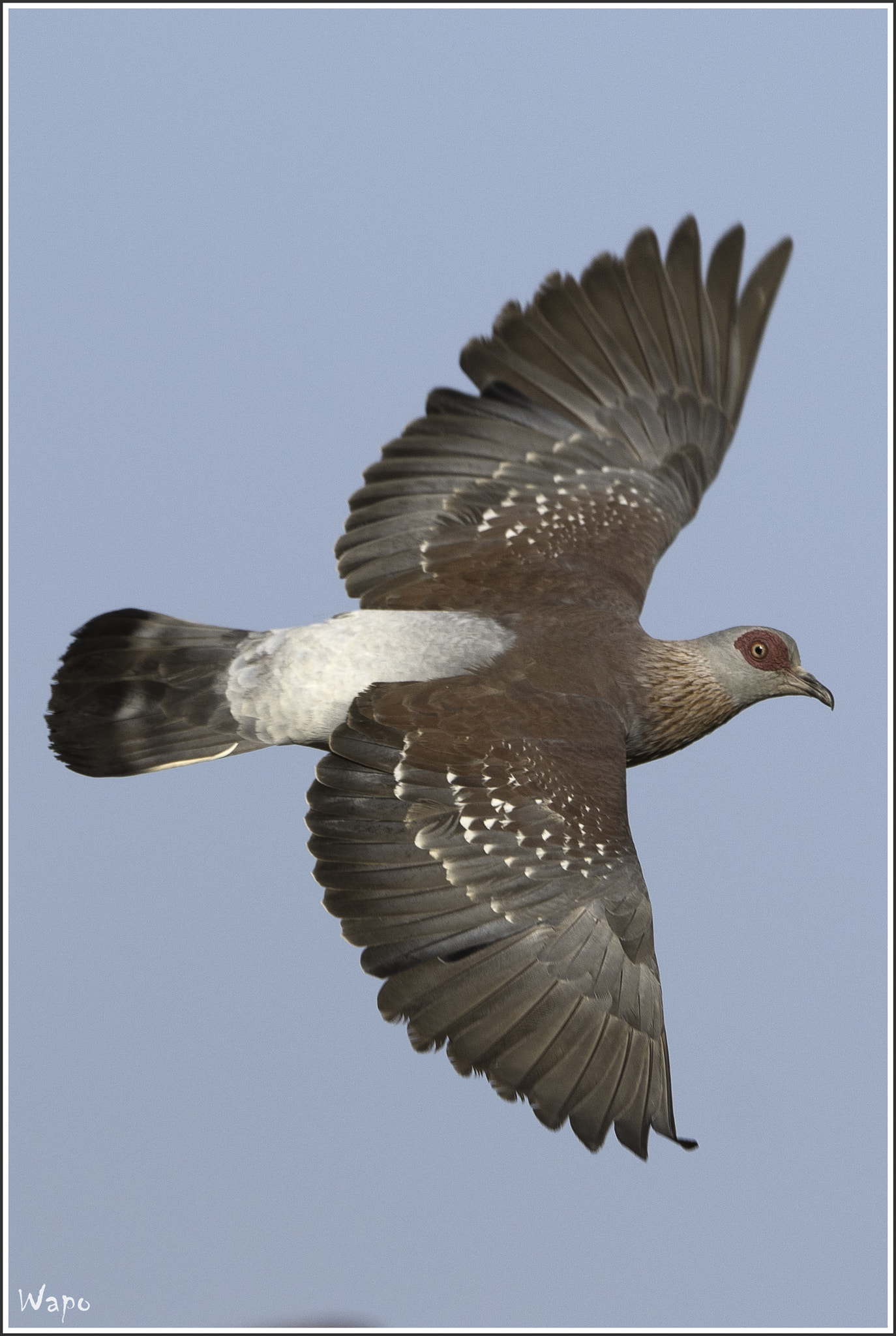 Nikon AF-S Nikkor 500mm F4E FL ED VR sample photo. Speckled pigeon photography
