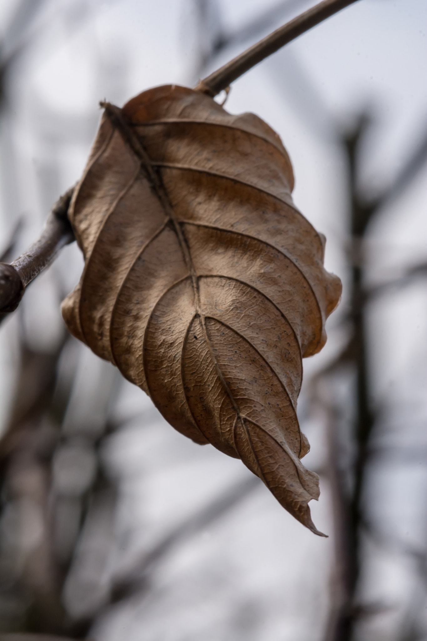 AF Micro-Nikkor 60mm f/2.8 sample photo. Unseasonal? photography