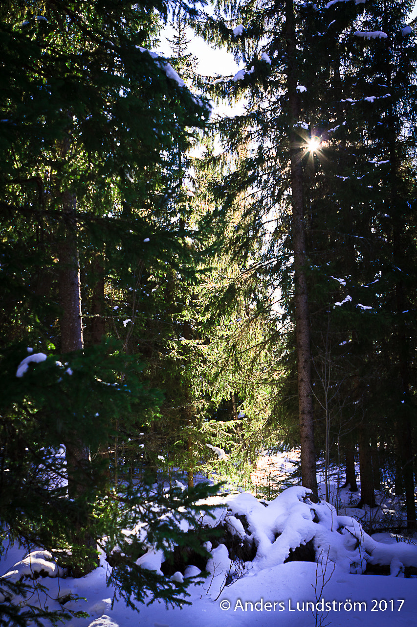 Canon EOS 7D + Canon EF 24-70mm F2.8L USM sample photo. Ljus i glänta. photography