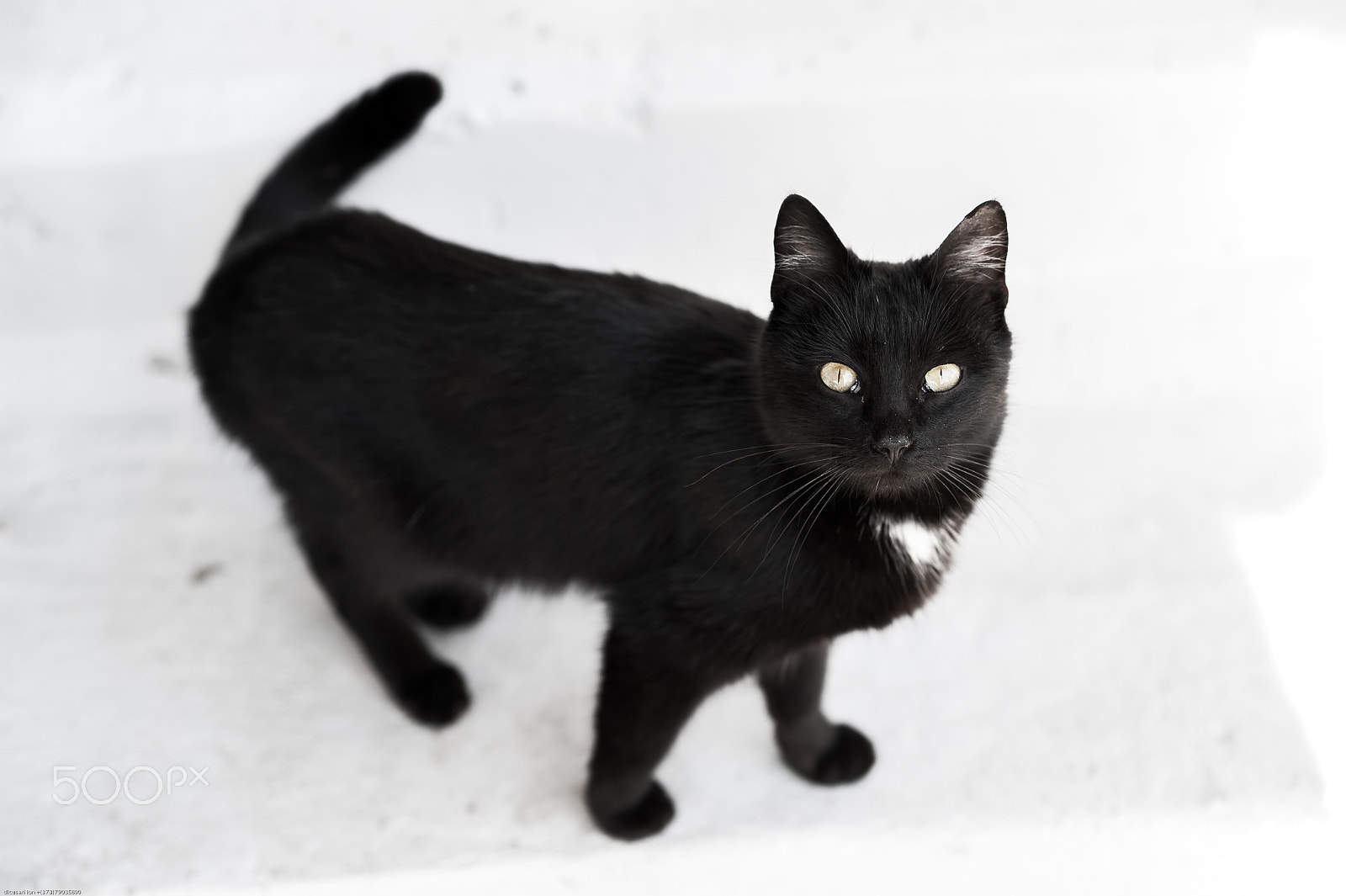 Nikon D700 + Nikon AF-S Nikkor 85mm F1.8G sample photo. My black cat.... photography