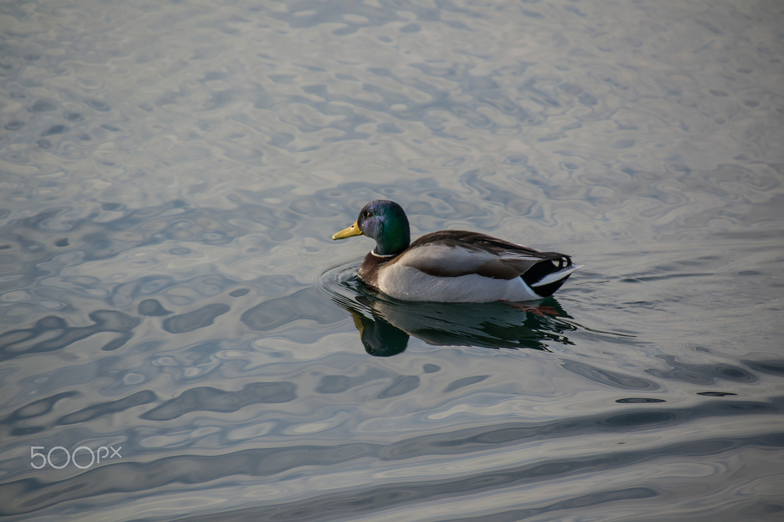 Sigma 18-250mm F3.5-6.3 DC Macro OS HSM sample photo. Close-up shooting dock photography