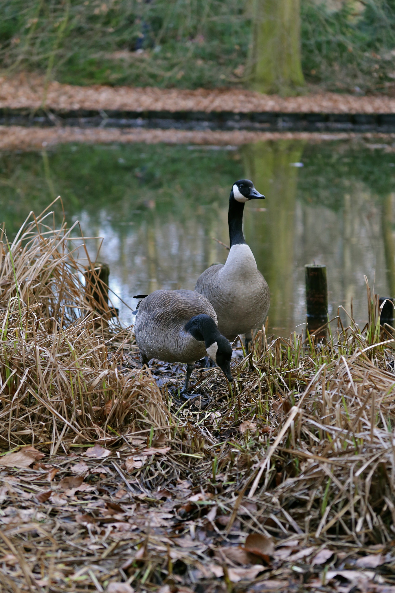 Canon EOS 6D sample photo. Berlin - mitte photography