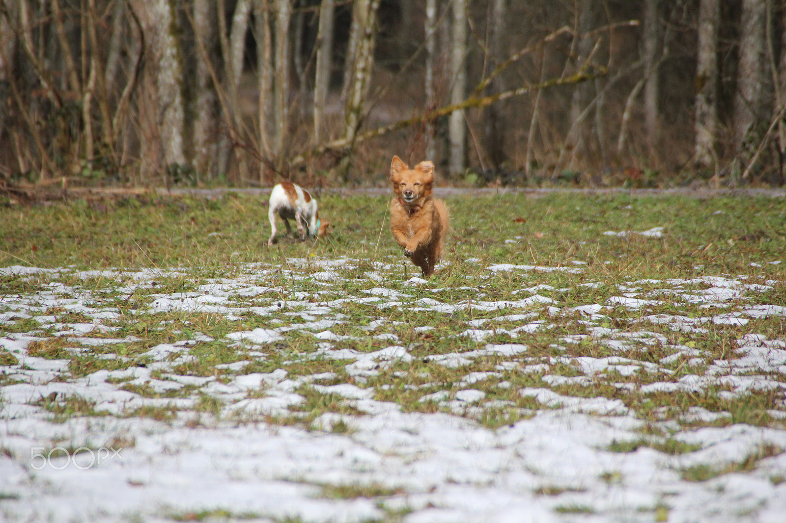 Canon EOS 550D (EOS Rebel T2i / EOS Kiss X4) sample photo. Hunde photography