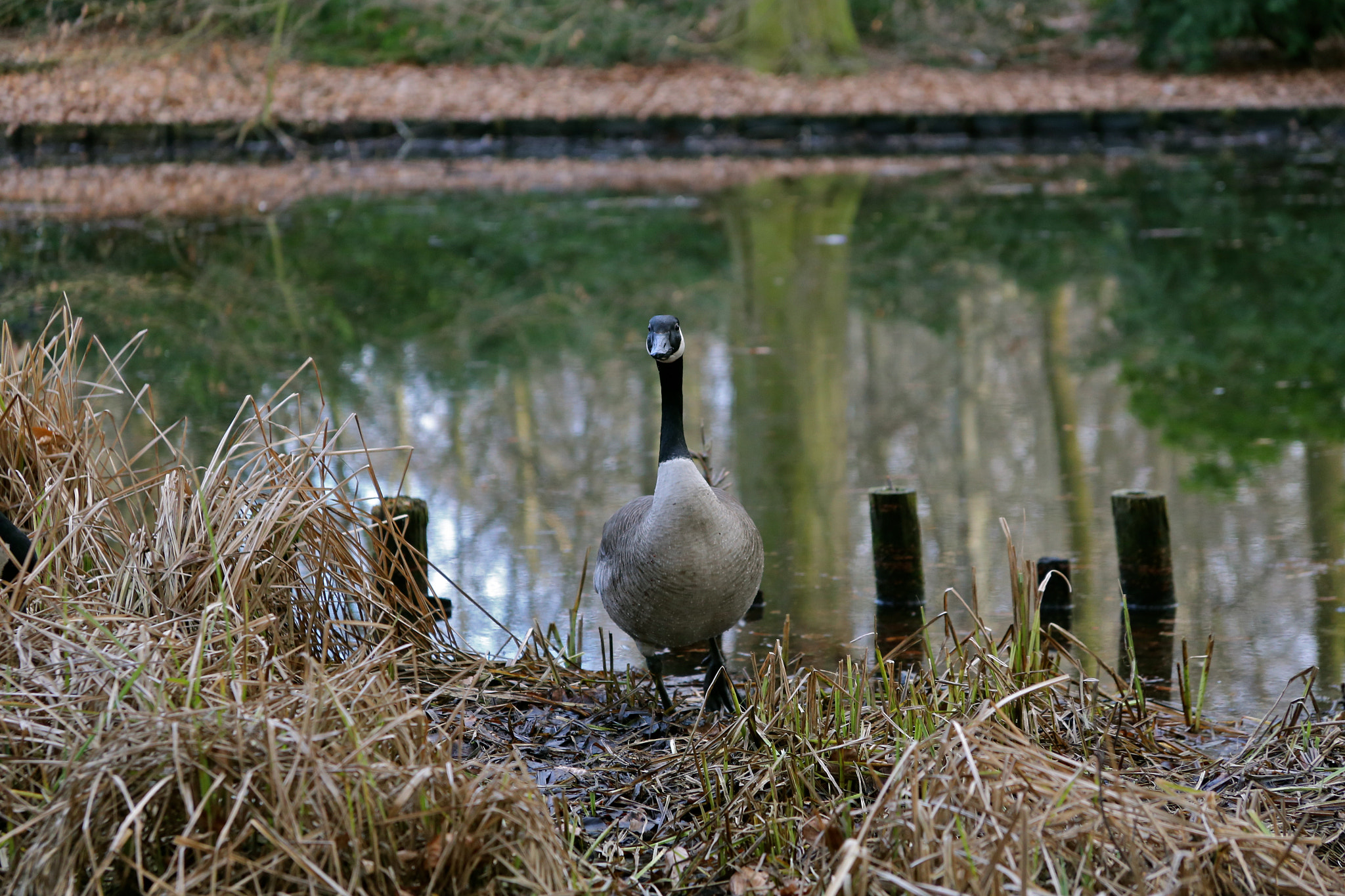 Canon EOS 6D sample photo. Berlin - mitte photography