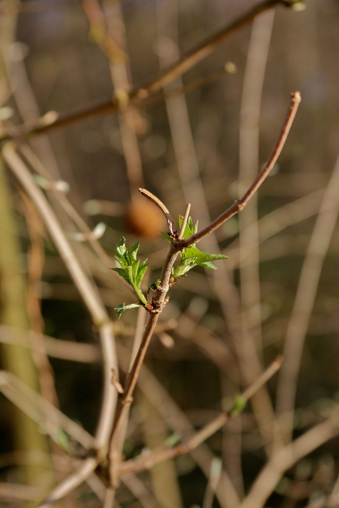 Canon EOS 6D sample photo. Berlin - mitte photography