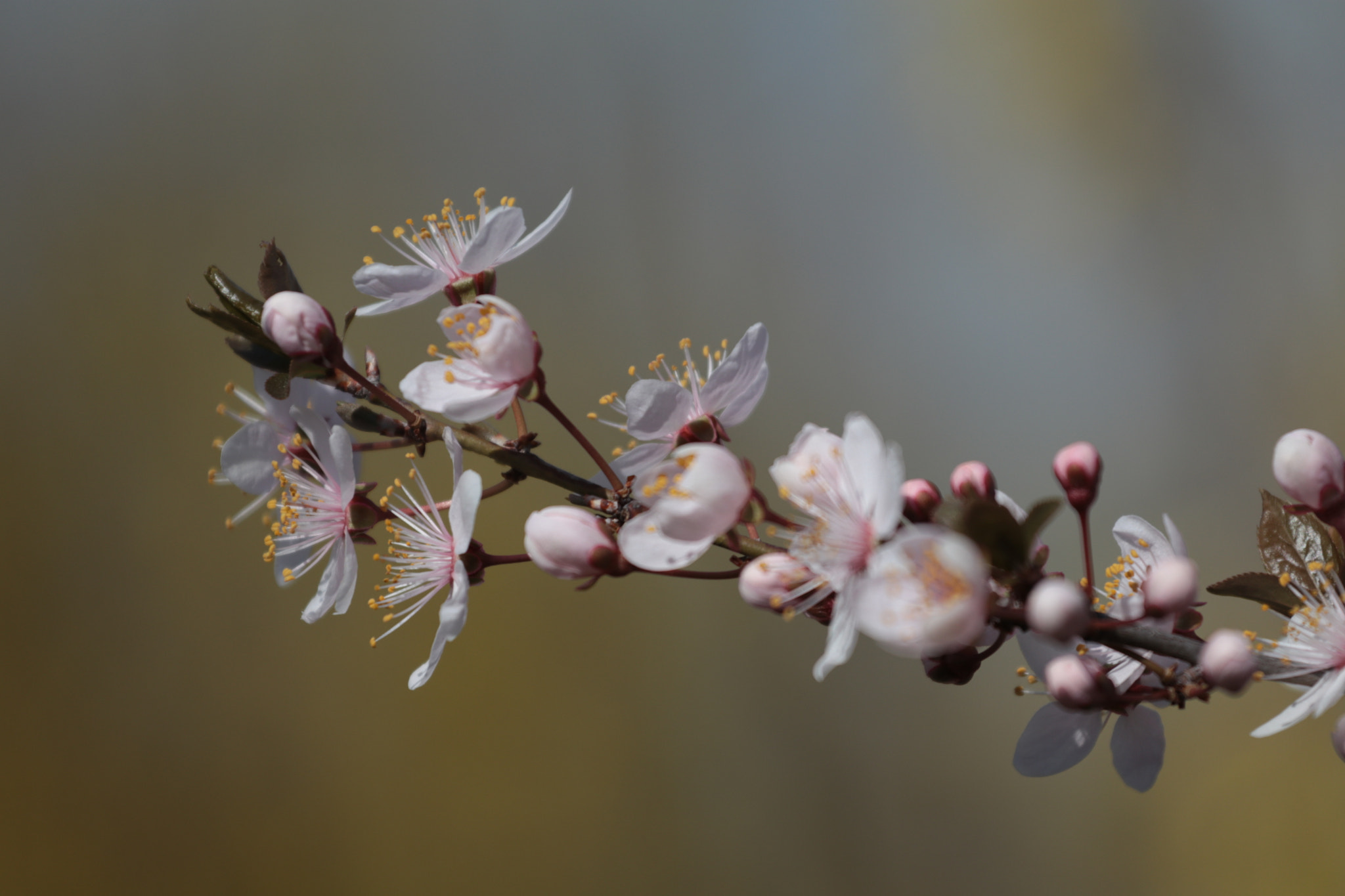 Canon EOS 80D + Canon EF 70-200mm F4L USM sample photo. Almost spring photography