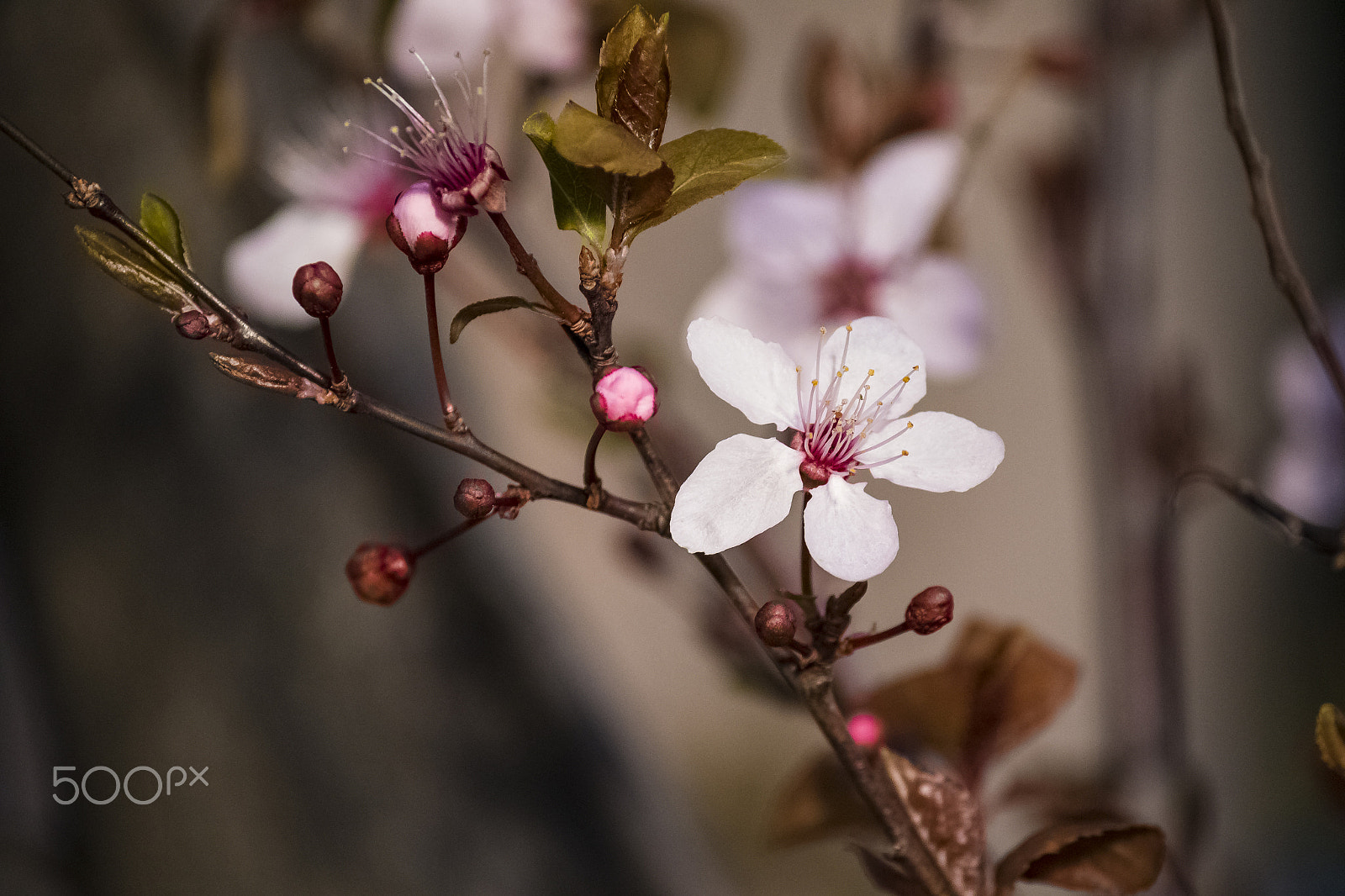 Canon EF-S 55-250mm F4-5.6 IS II sample photo. Profumo di primavera photography