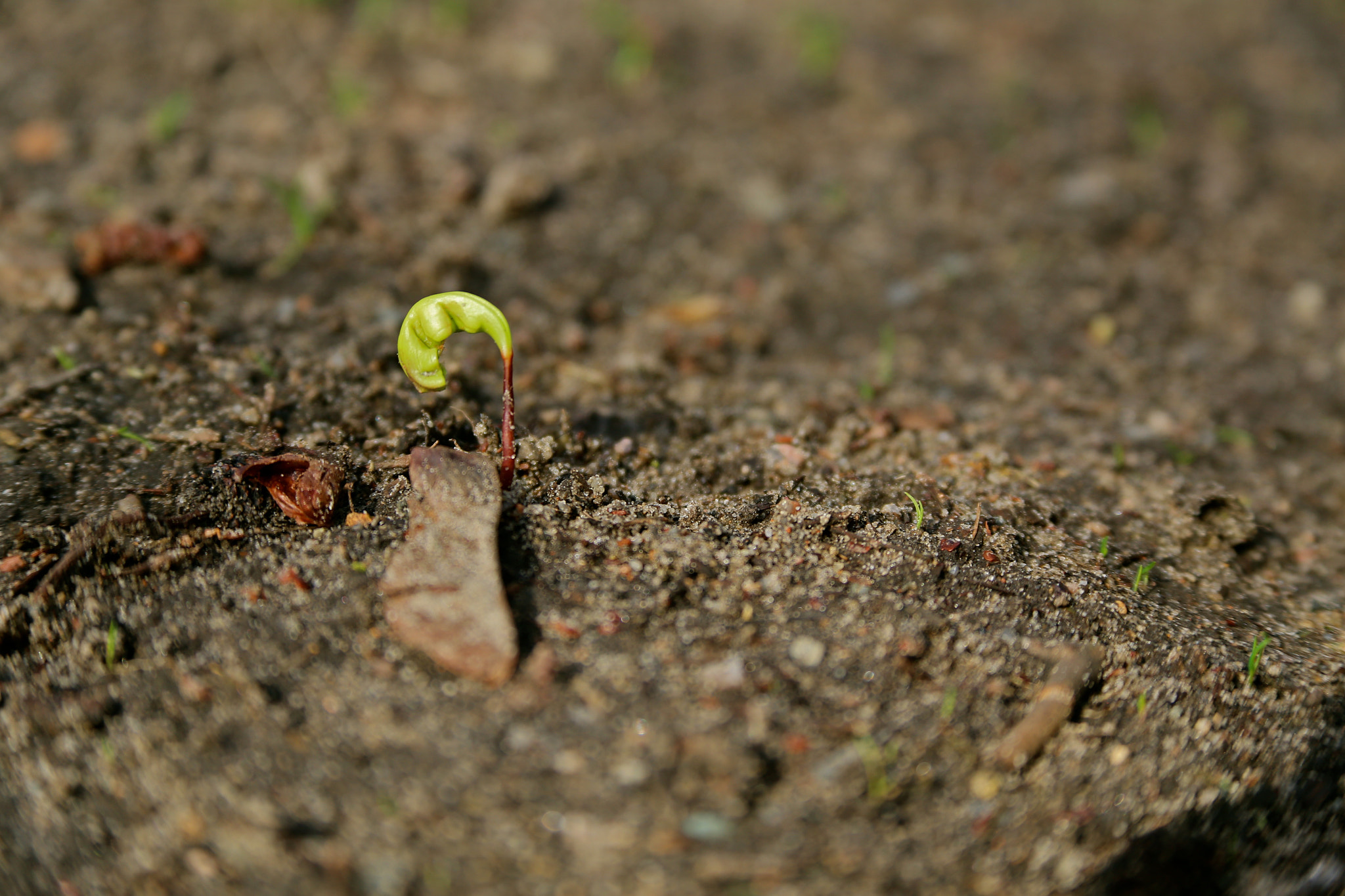 Canon EOS 6D sample photo. Berlin - mitte photography