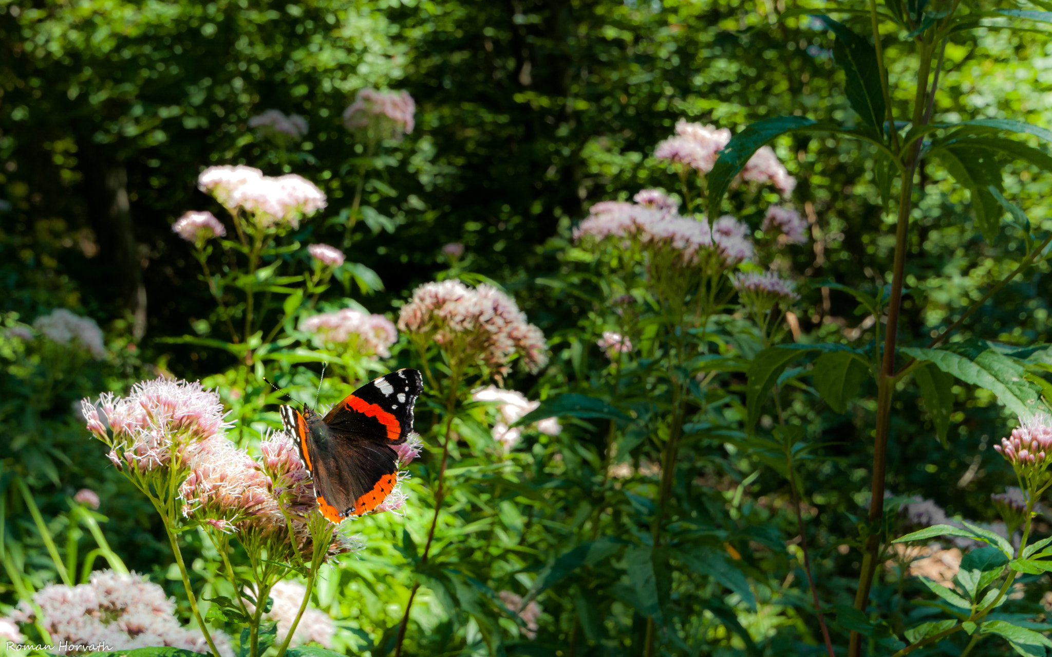 Nikon D300 sample photo. Red admiral butterfly photography