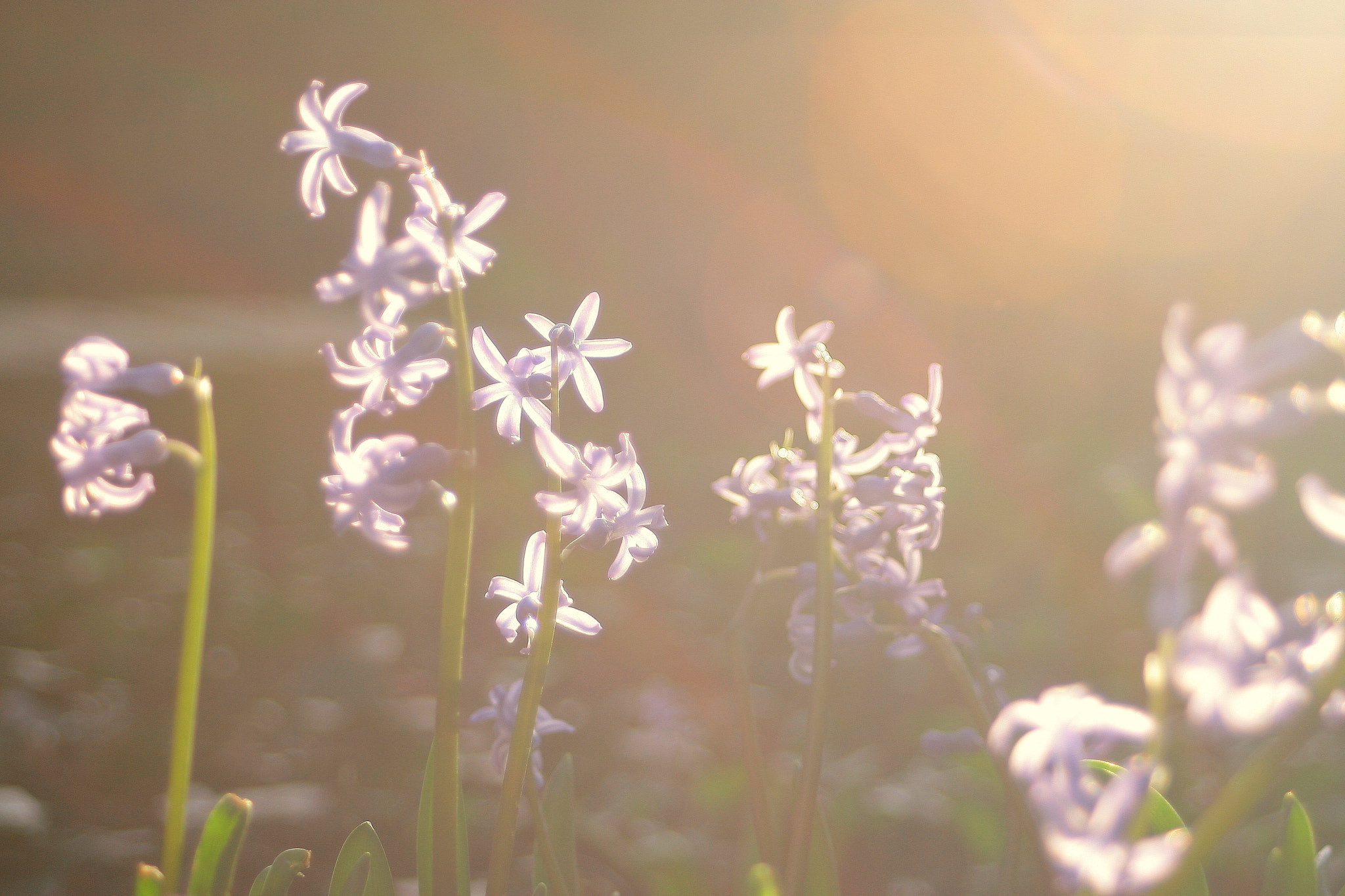 Canon EOS 400D (EOS Digital Rebel XTi / EOS Kiss Digital X) sample photo. Flowers and sun photography