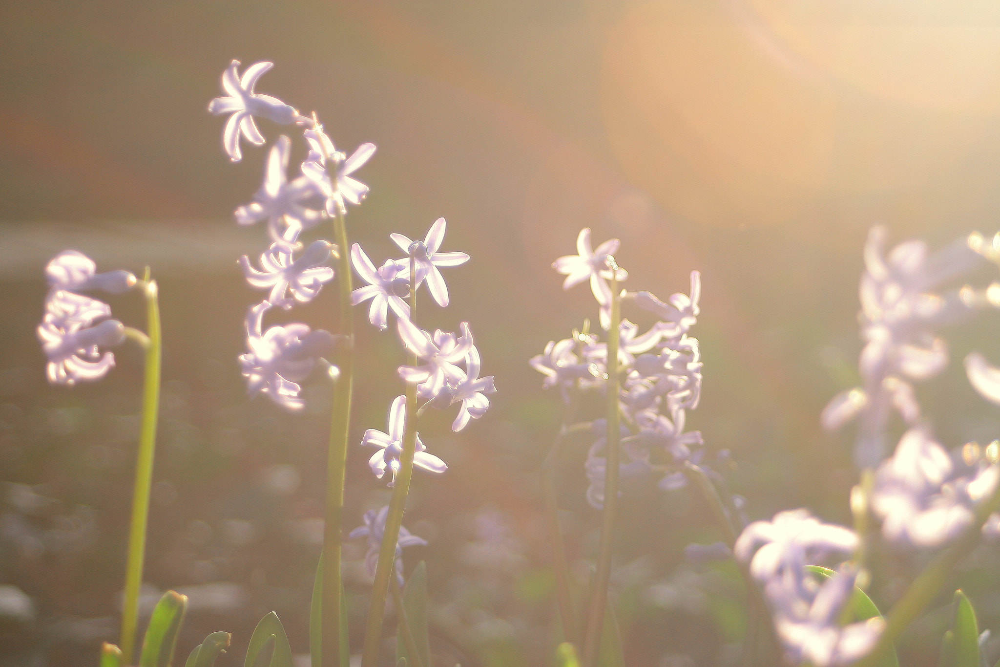 Canon EF 28-80mm f/3.5-5.6 USM IV sample photo. Flowers and sun photography