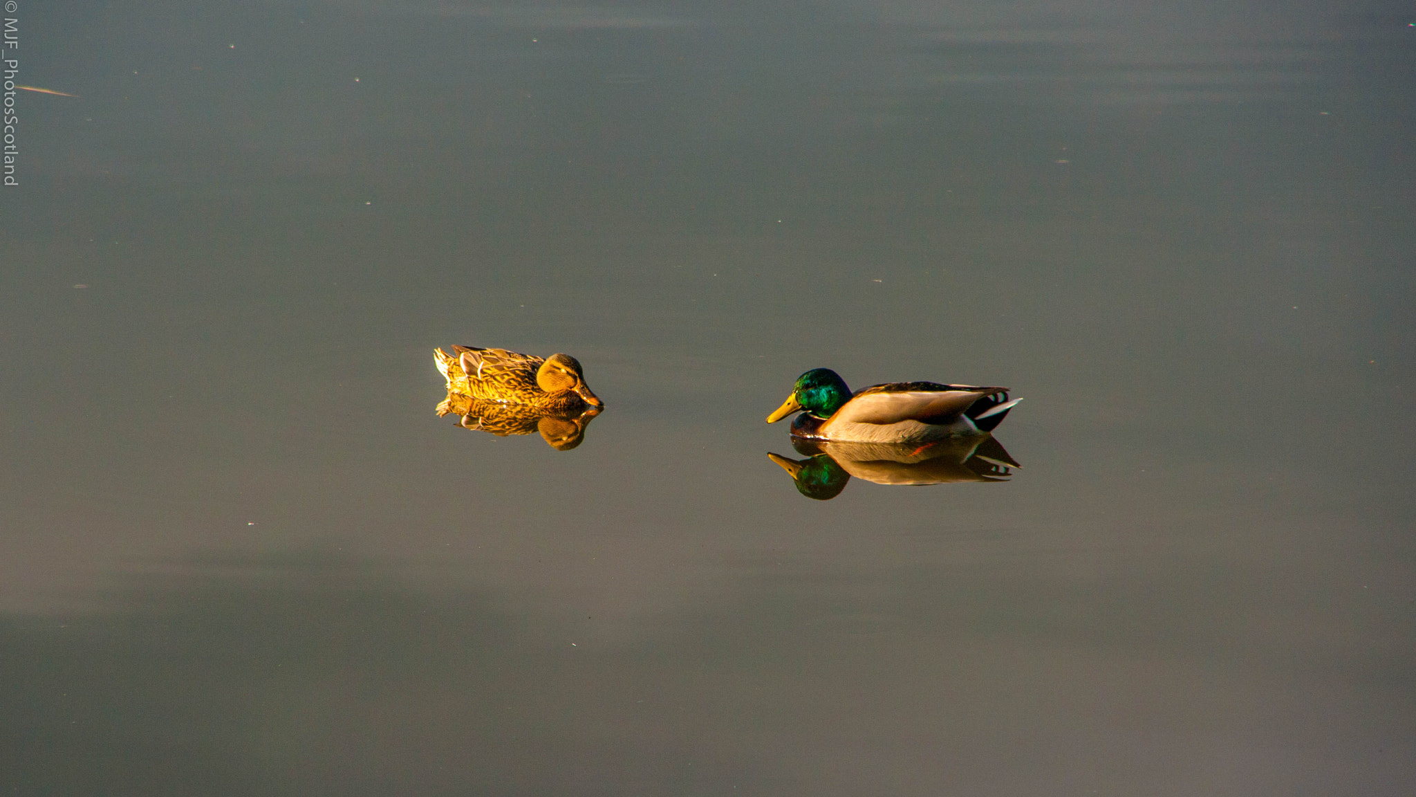 Samsung GX-20 sample photo. Two new friends. photography