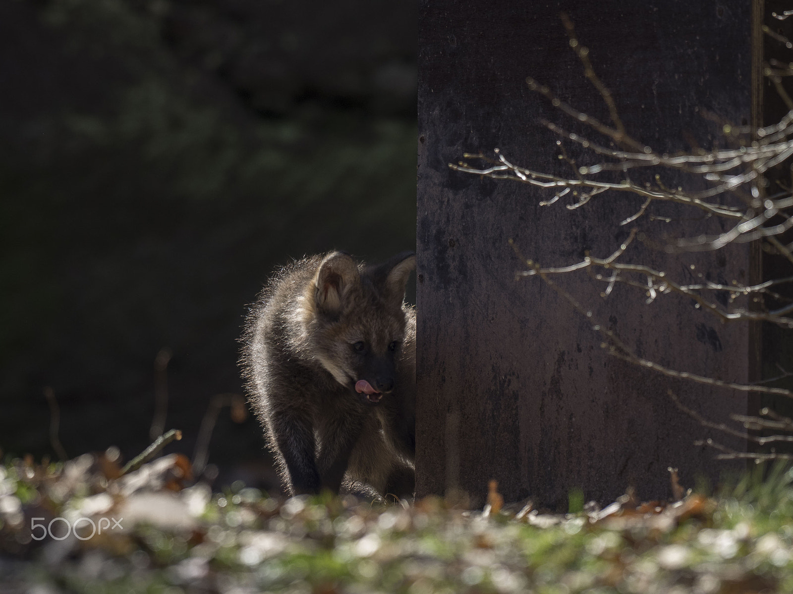 Olympus OM-D E-M1 + OLYMPUS M.300mm F4.0 sample photo. Young  maned wolf photography