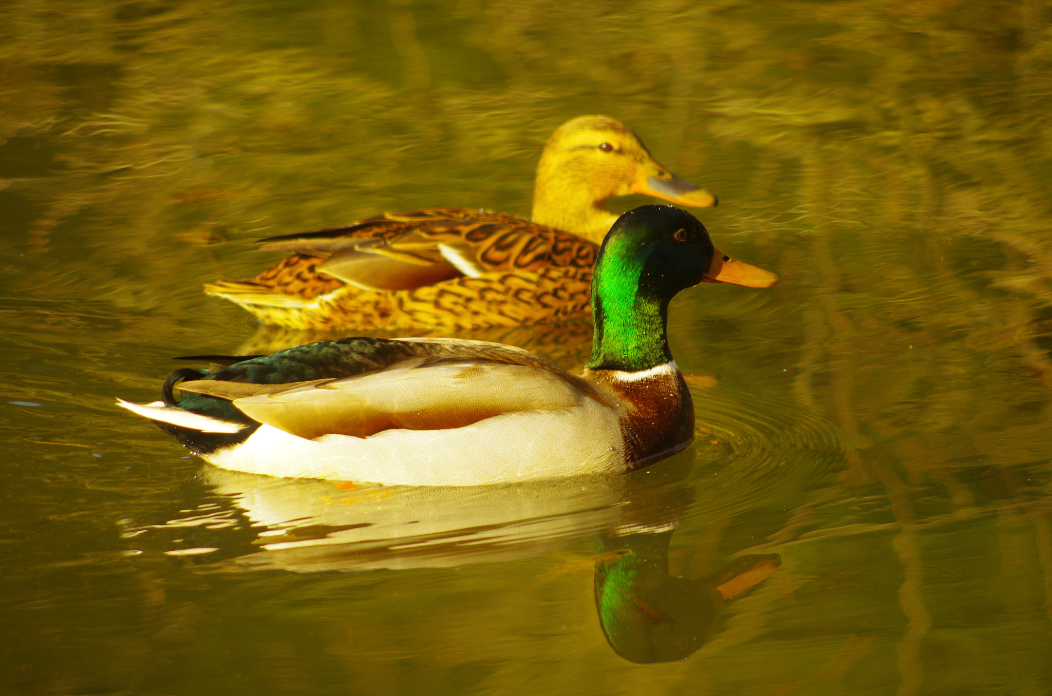 Pentax K-5 sample photo. Ducks mirrowing photography