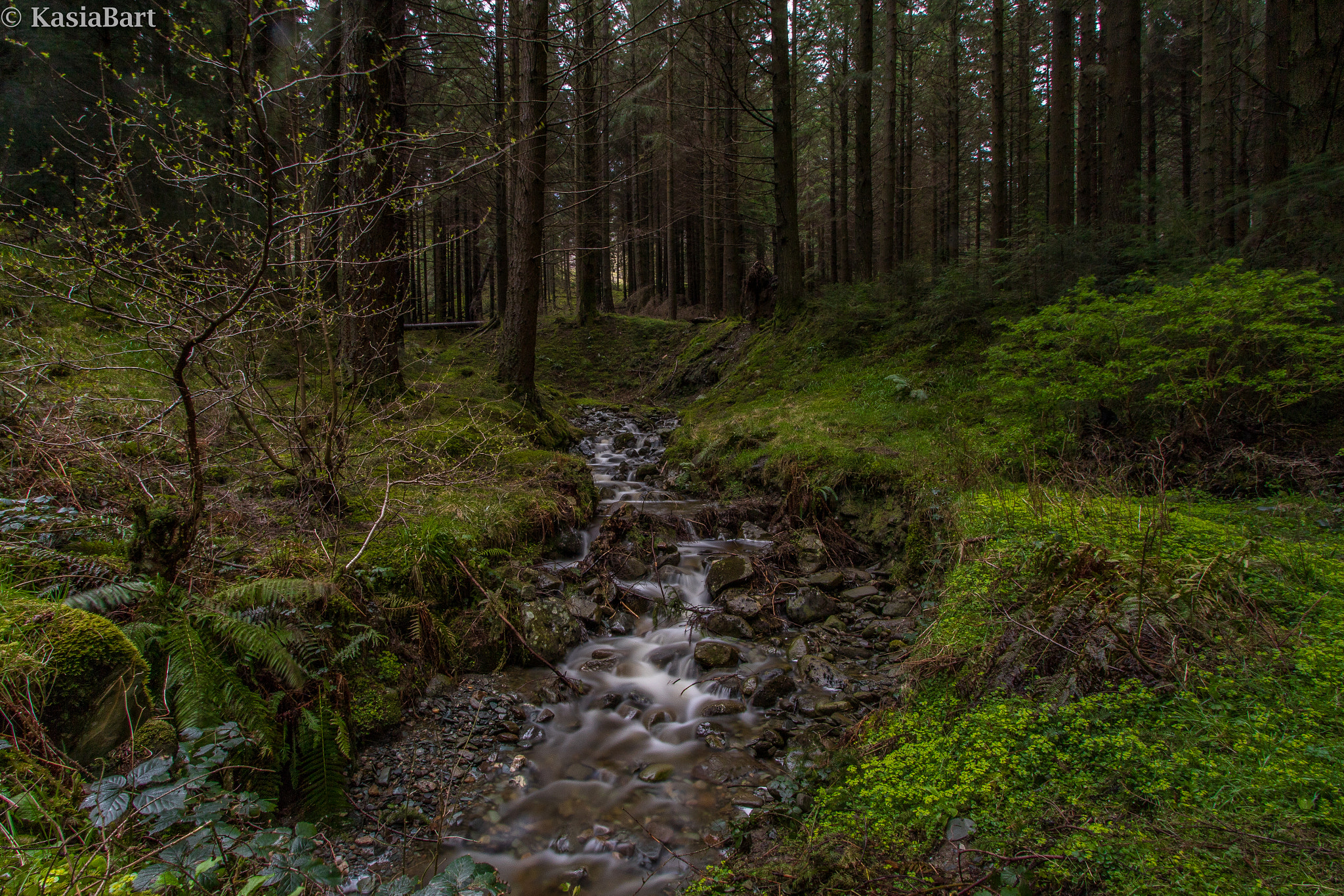 Canon EF-S 10-22mm F3.5-4.5 USM sample photo. Forrest... photography