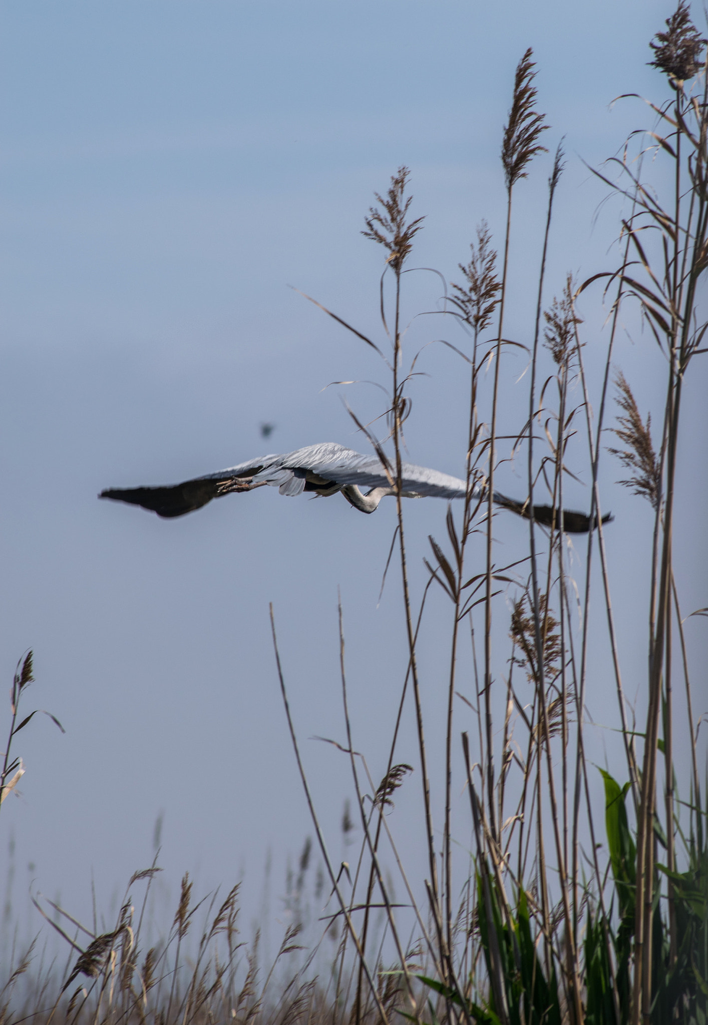 Nikon D3300 + Sigma 70-300mm F4-5.6 APO DG Macro sample photo. Planeando entre las cañas photography