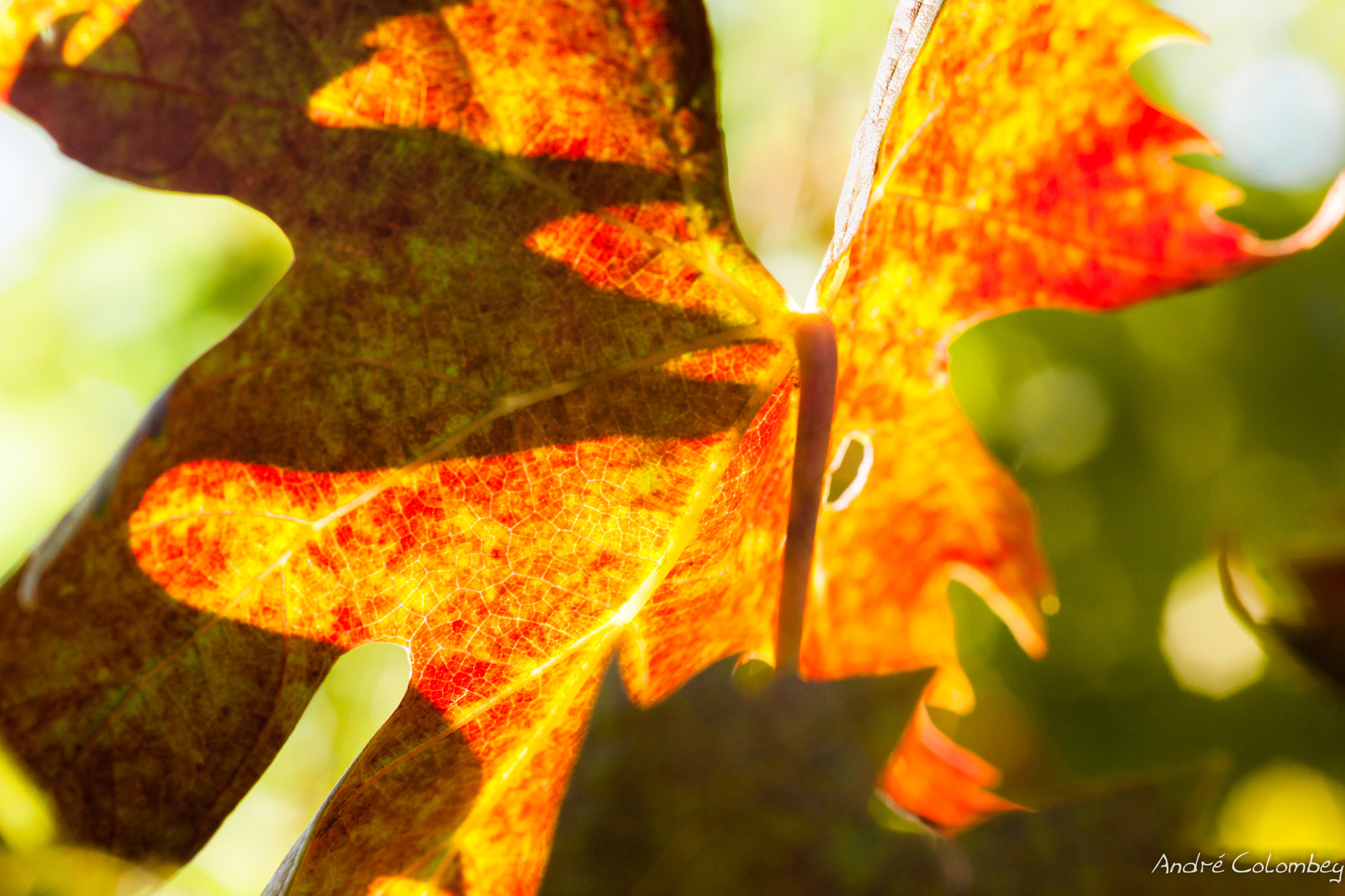 Sigma 50mm f/2.8 EX sample photo. Light leaf photography