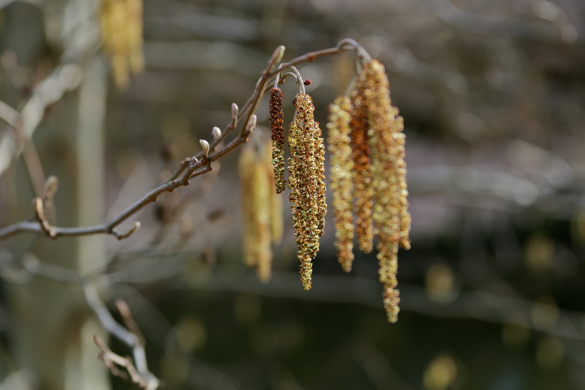 Canon EOS 6D sample photo. Berlin - mitte photography