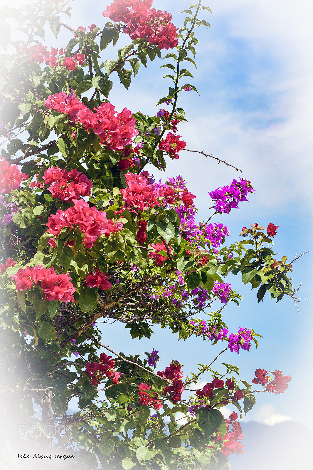 Nikon D5200 + Nikon AF-S Micro-Nikkor 105mm F2.8G IF-ED VR sample photo. Red and pink bougainvillea trees photography