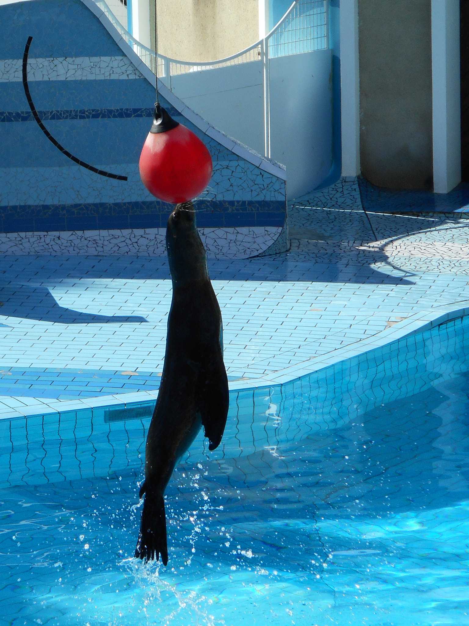 Nikon Coolpix S3700 sample photo. Sea lion photography