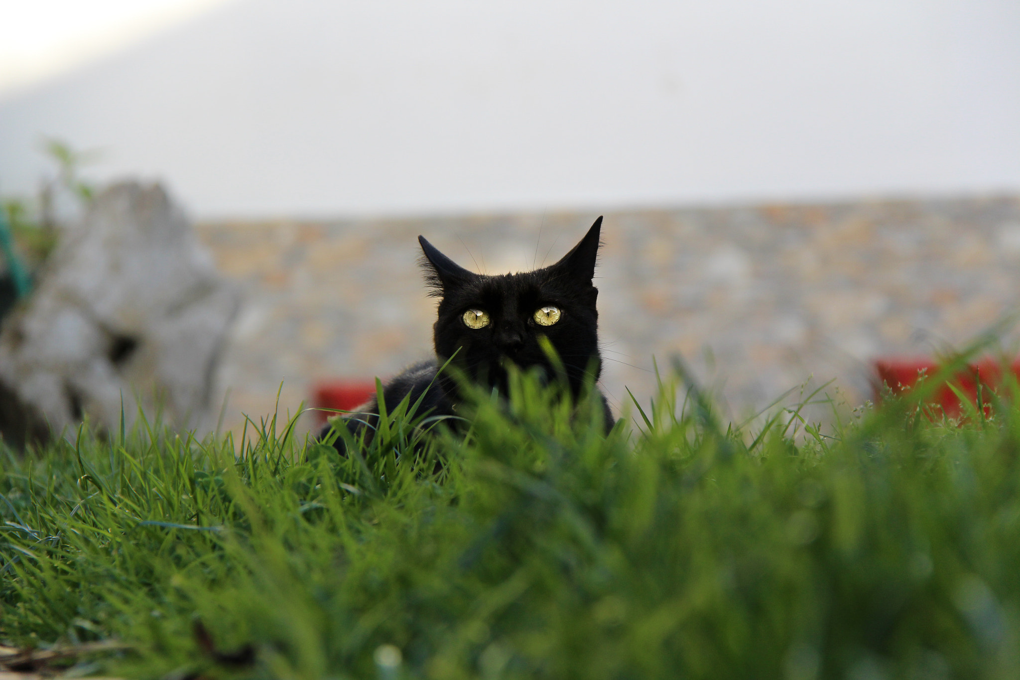 Canon EF-S 18-200mm F3.5-5.6 IS sample photo. Darky photography
