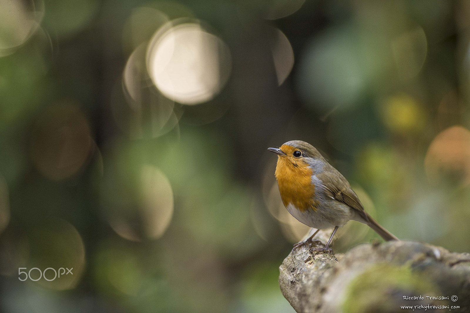 Nikon AF-S Nikkor 300mm F2.8G ED VR II sample photo. The sentinel photography