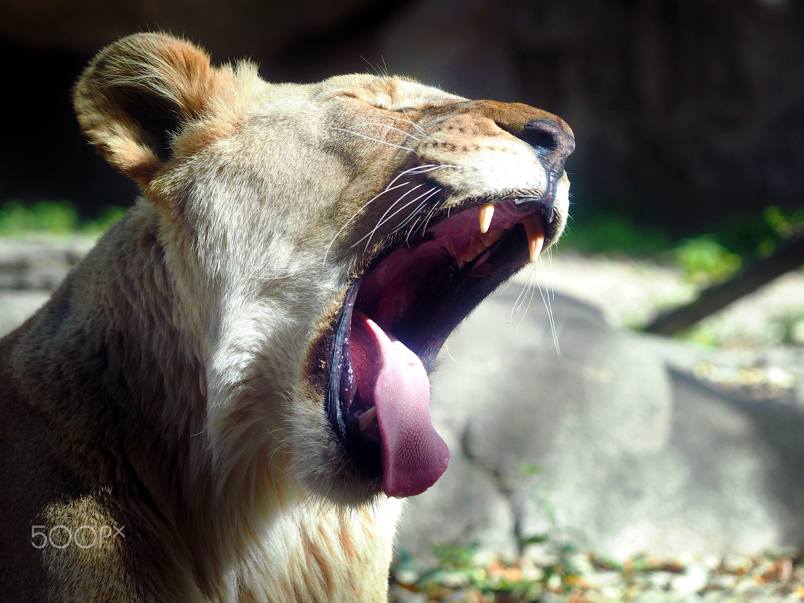 Olympus OM-D E-M1 sample photo. Big yawn! photography