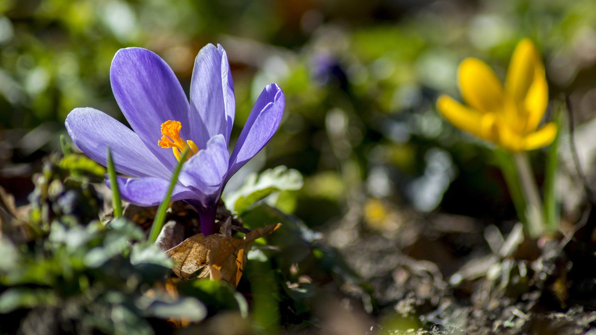 Nikon D3200 sample photo. Spirng colors photography