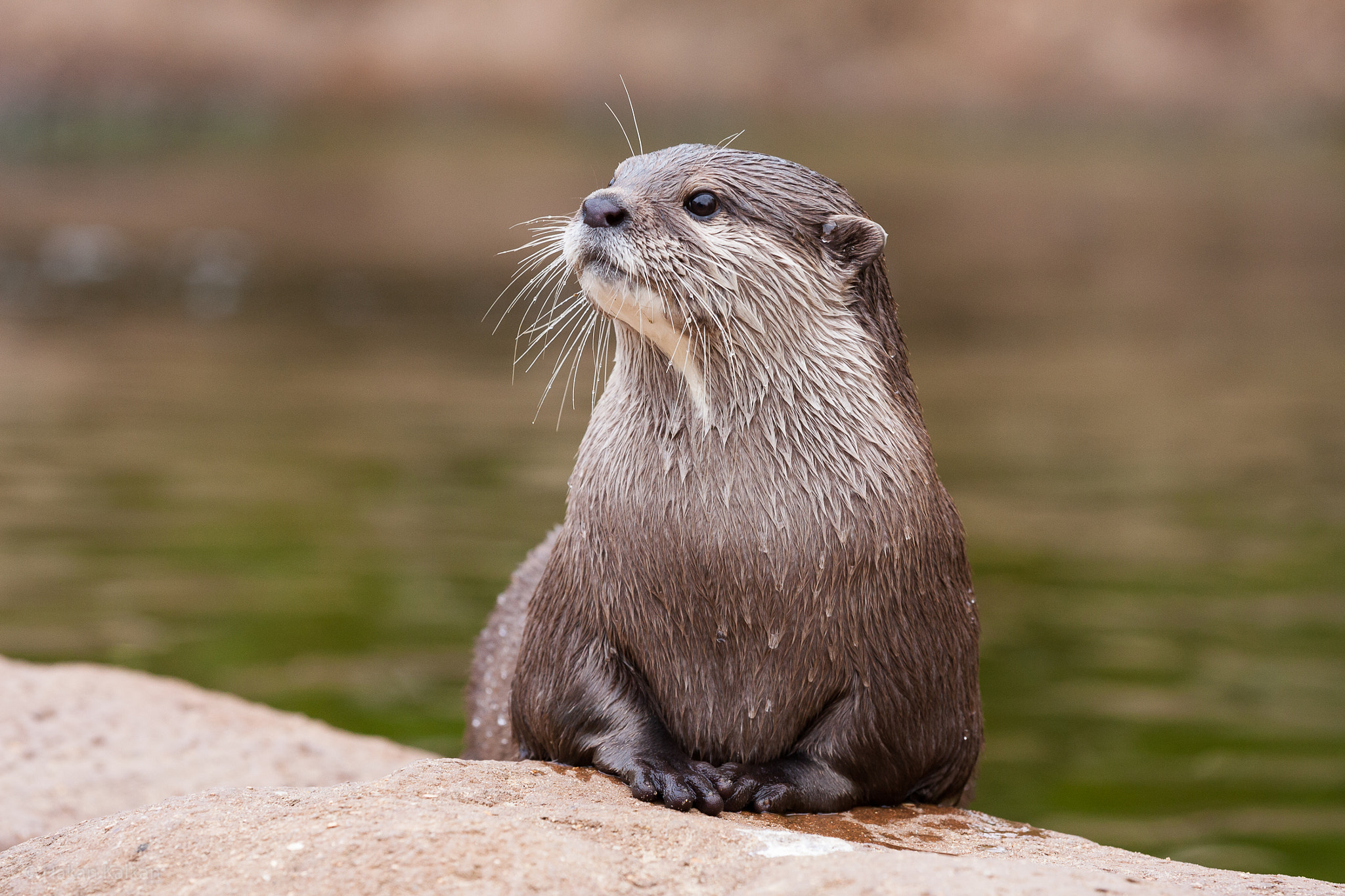 Canon EOS 450D (EOS Rebel XSi / EOS Kiss X2) sample photo. Otter portrait photography