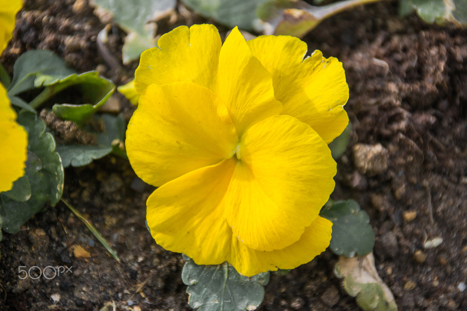 Sigma 18-250mm F3.5-6.3 DC Macro OS HSM sample photo. Macro shooting yellow violet flower photography