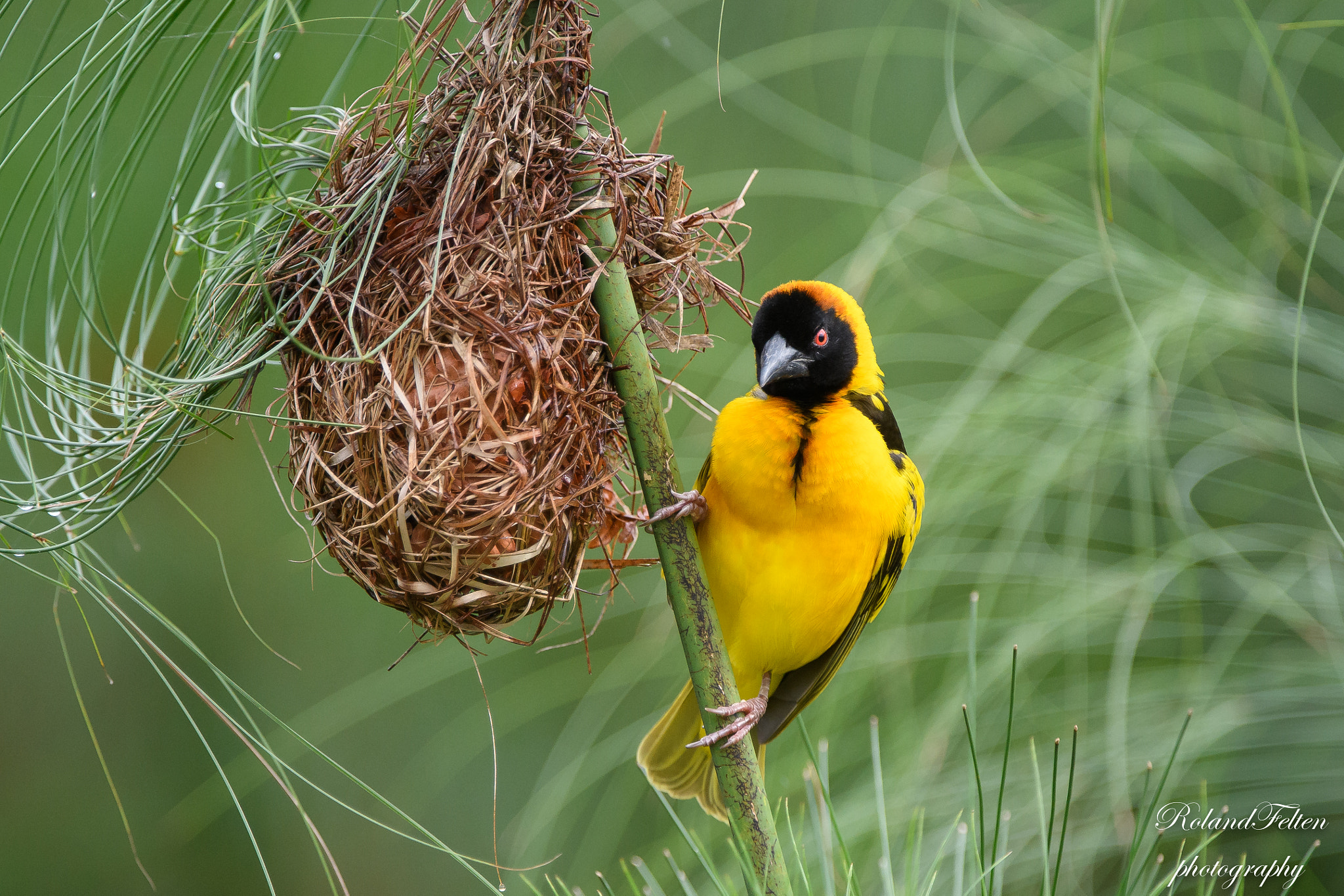 Nikon D500 + Nikon AF-S Nikkor 200-400mm F4G ED-IF VR sample photo. Weaver at the nest photography