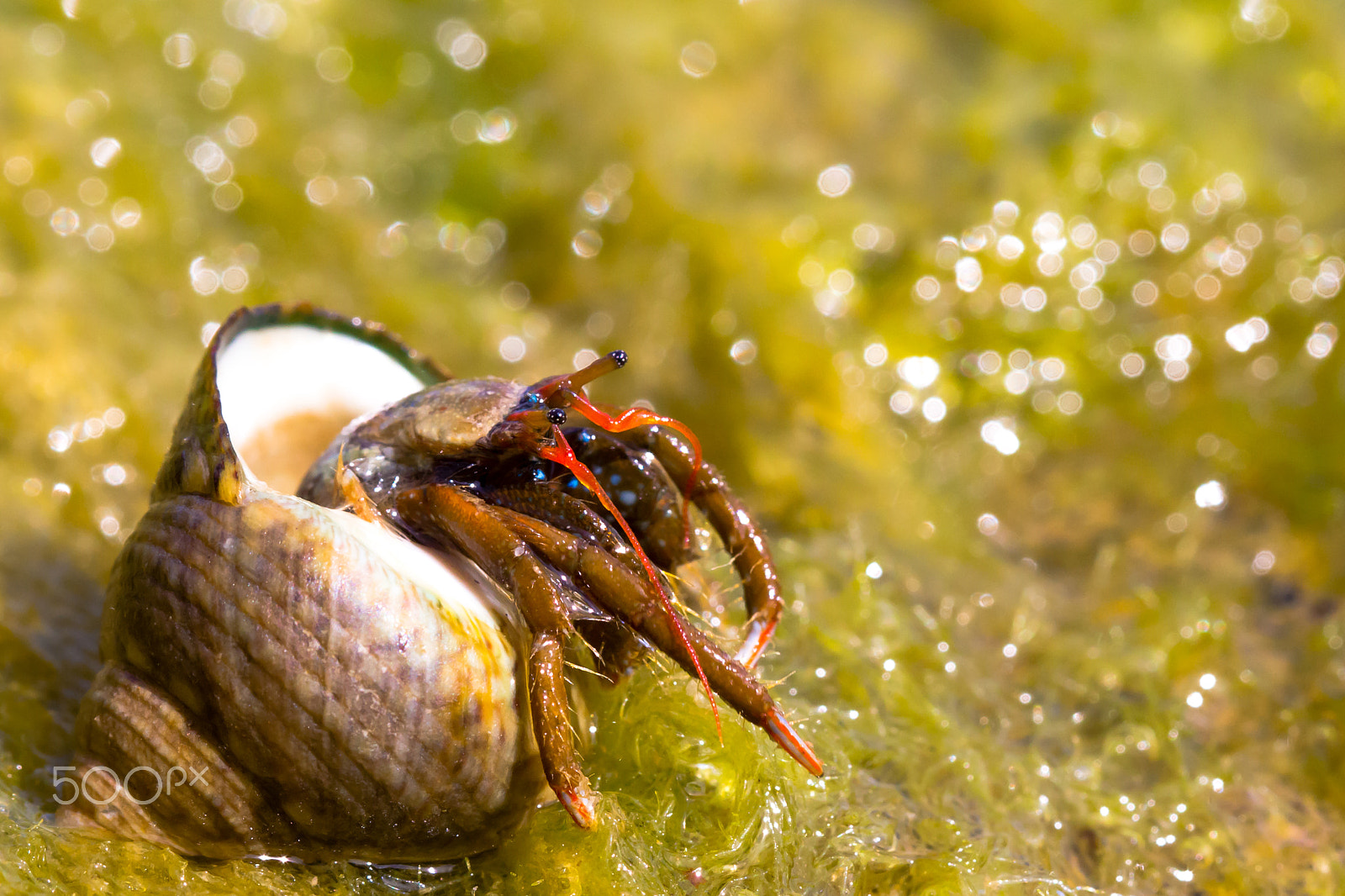 Canon EF 100mm F2.8L Macro IS USM sample photo. Little crab is coming out of its shell photography