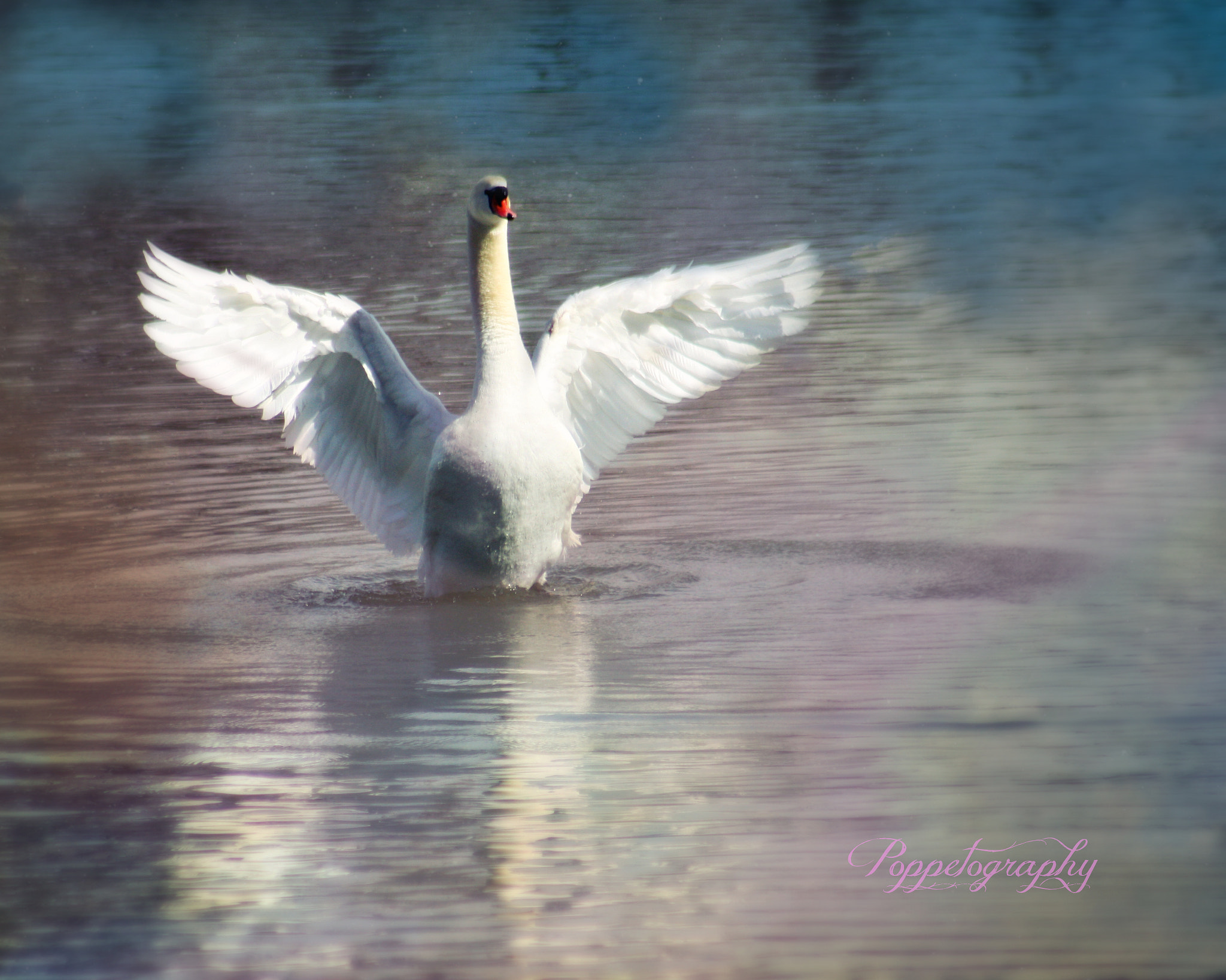 EF75-300mm f/4-5.6 sample photo. Swan magick photography