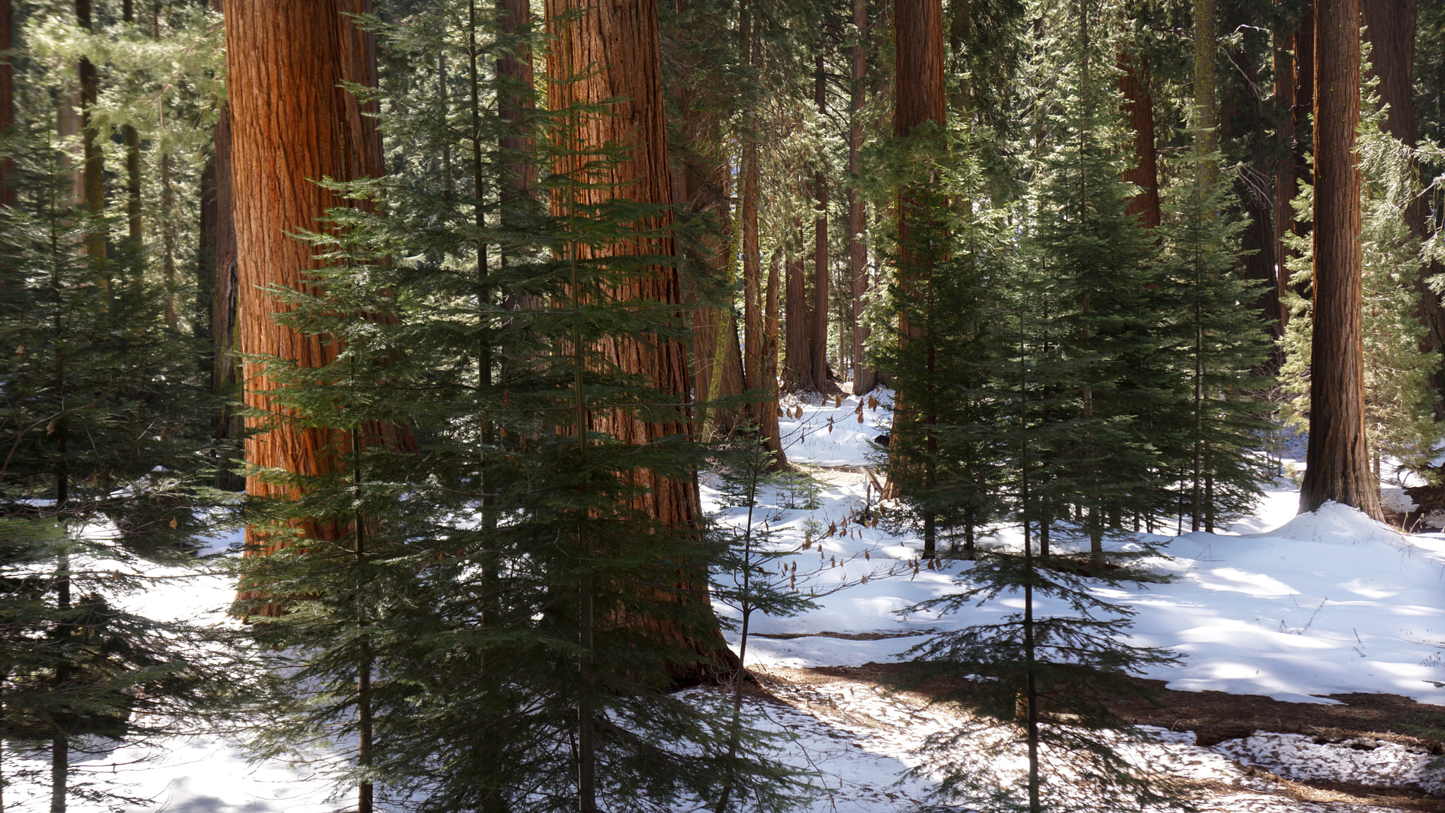 Sony Alpha NEX-7 + Sony E 18-55mm F3.5-5.6 OSS sample photo. Sequoia national park photography