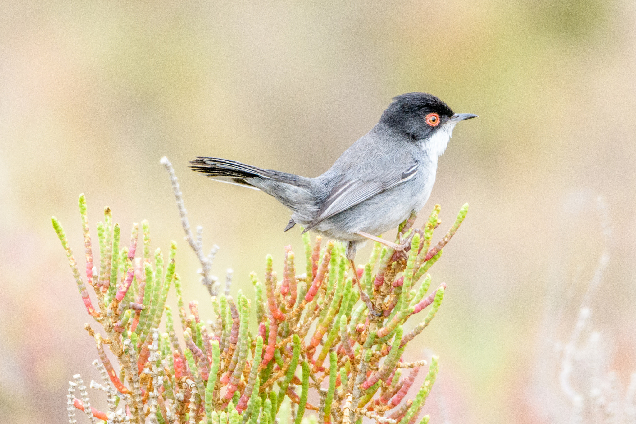 Nikon D500 sample photo. Sardinian warbler photography