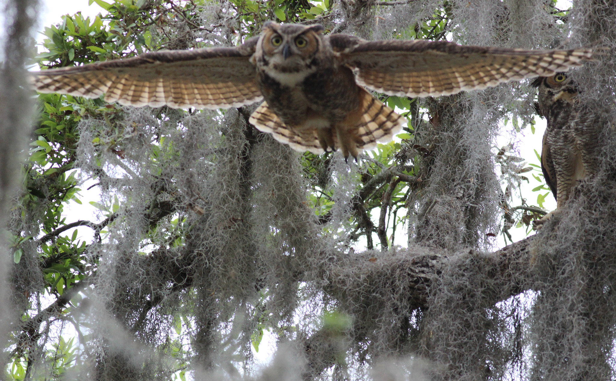 Canon EOS 600D (Rebel EOS T3i / EOS Kiss X5) + Canon EF 400mm F5.6L USM sample photo. Flying owl photography