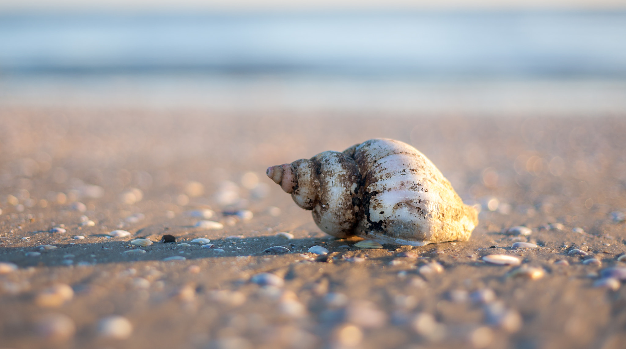 Canon EOS 5D + Canon EF 50mm F1.8 II sample photo. Seashells by the sea shore photography