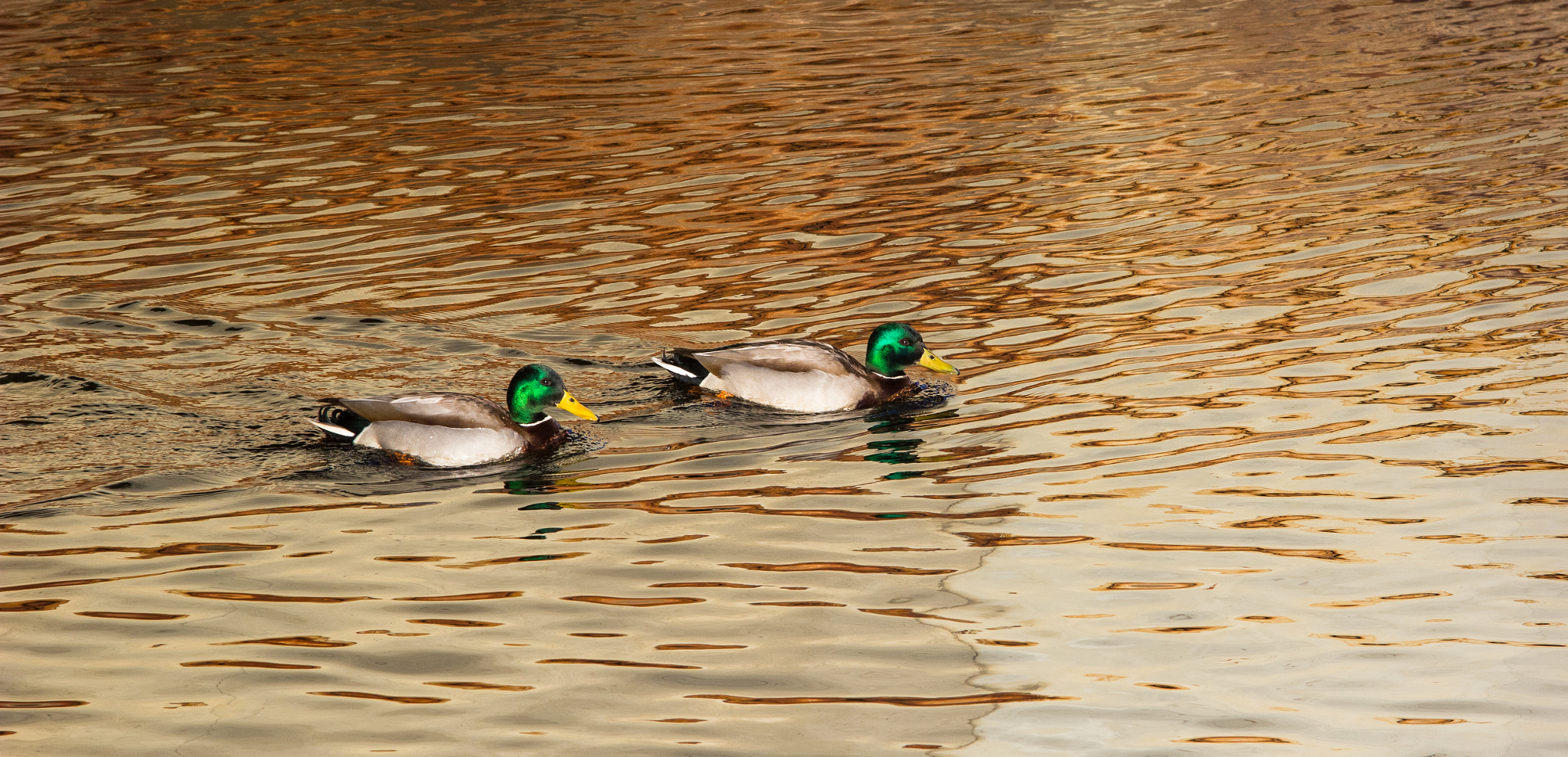 Canon EOS 550D (EOS Rebel T2i / EOS Kiss X4) sample photo. Two ducks photography