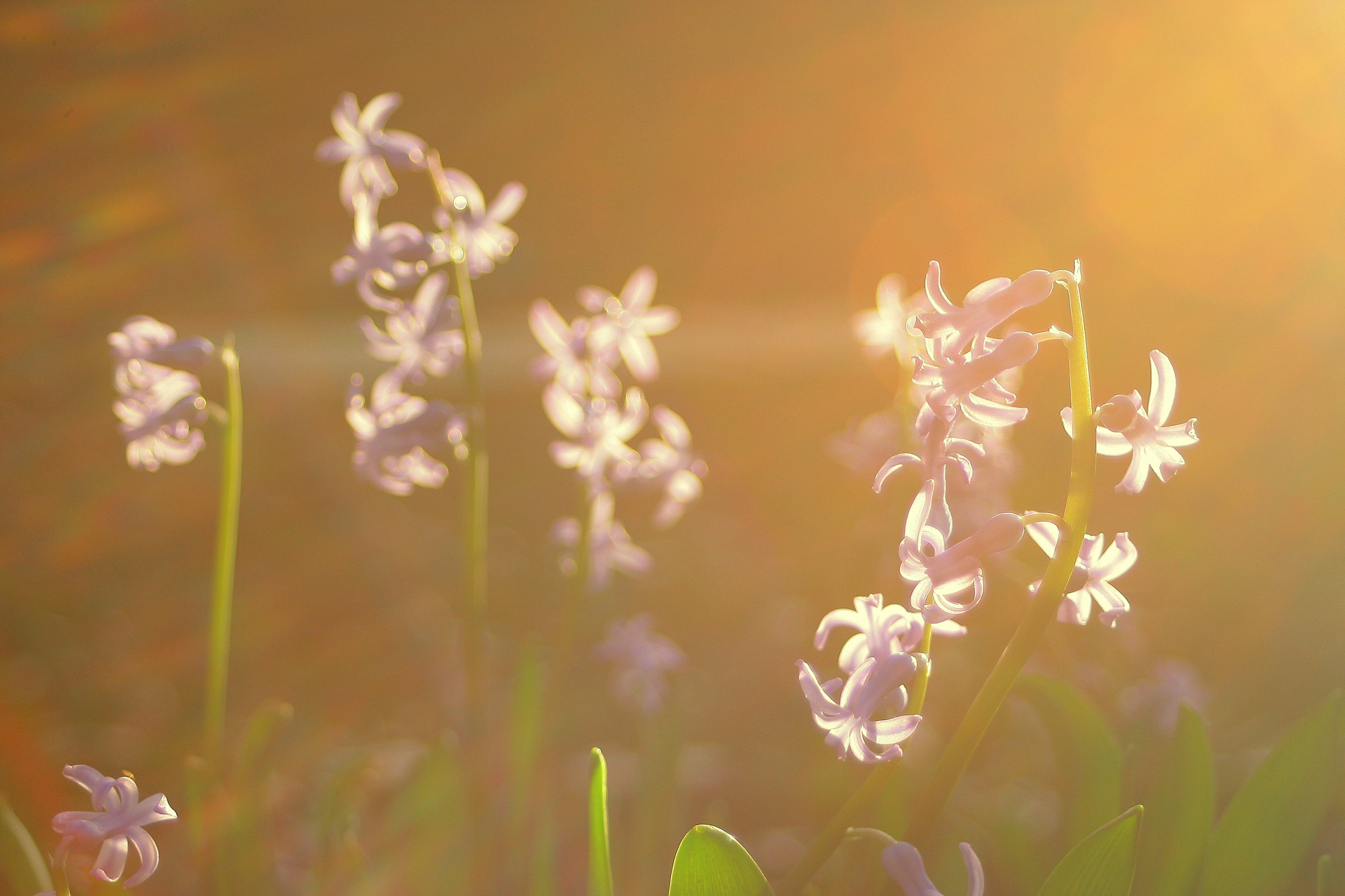 Canon EF 28-80mm f/3.5-5.6 USM IV sample photo. Flowers and sun ii photography