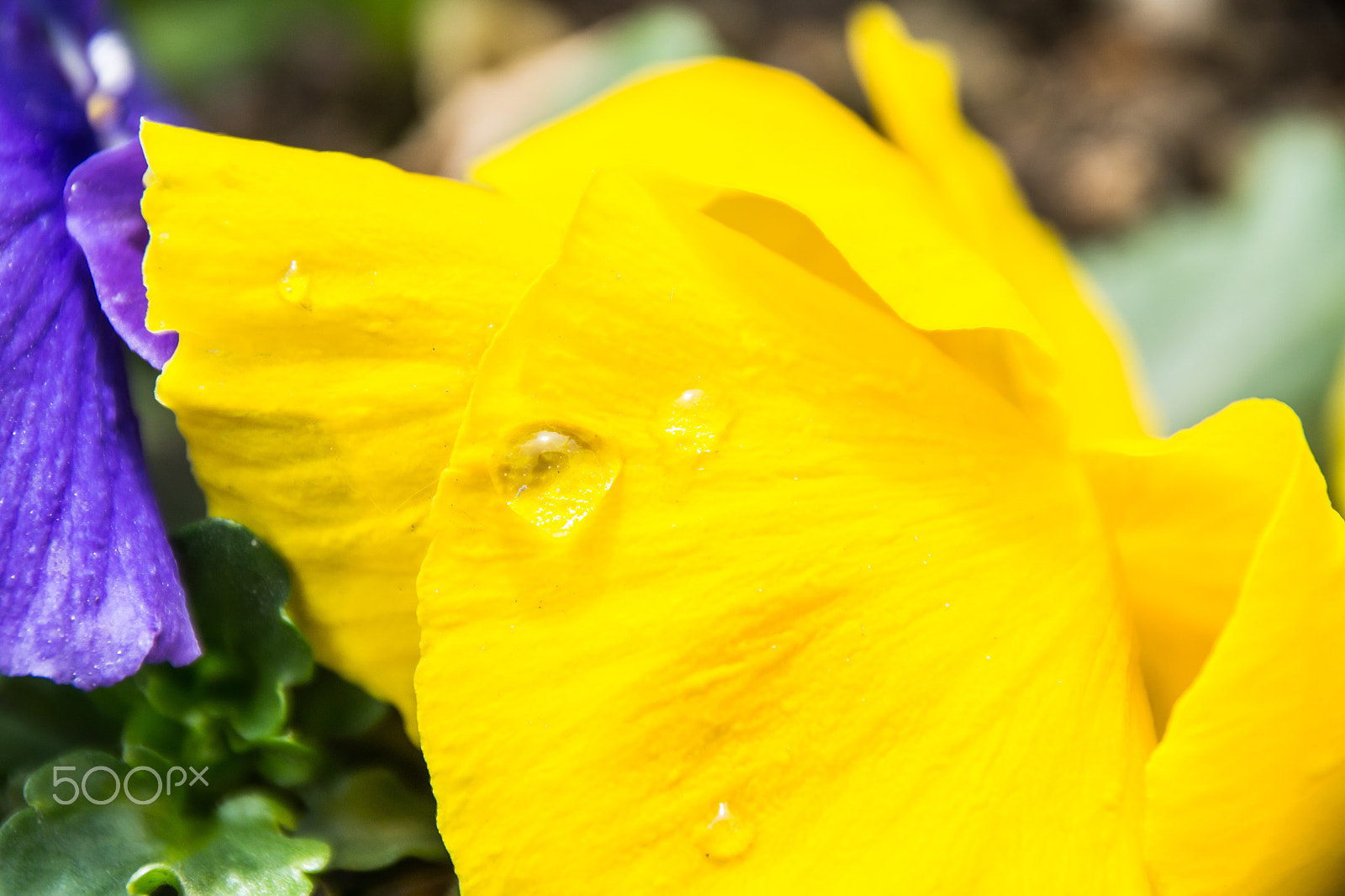 Sigma 18-250mm F3.5-6.3 DC Macro OS HSM sample photo. Macro shooting yellow violet flower photography